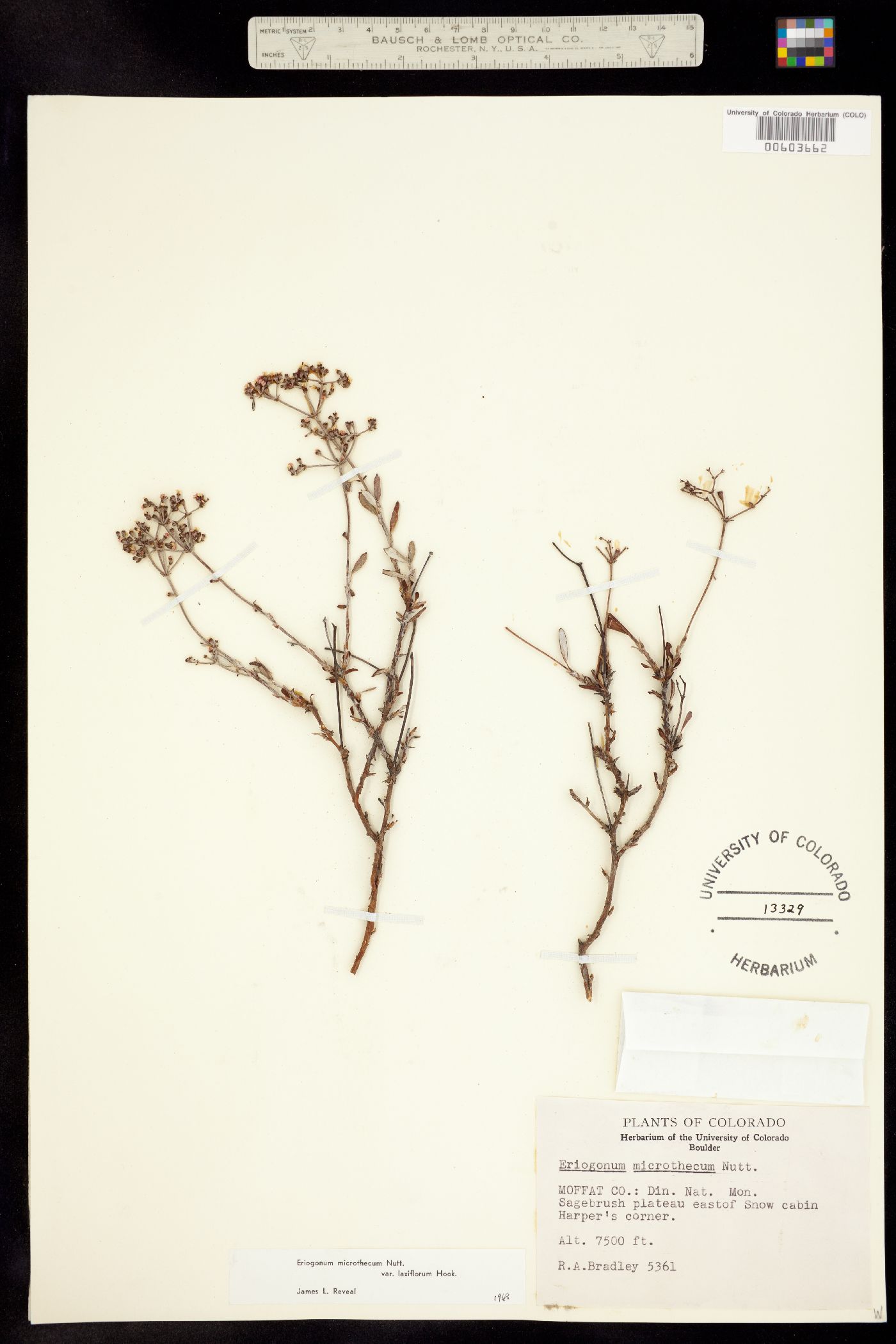 Eriogonum microthecum var. laxiflorum image