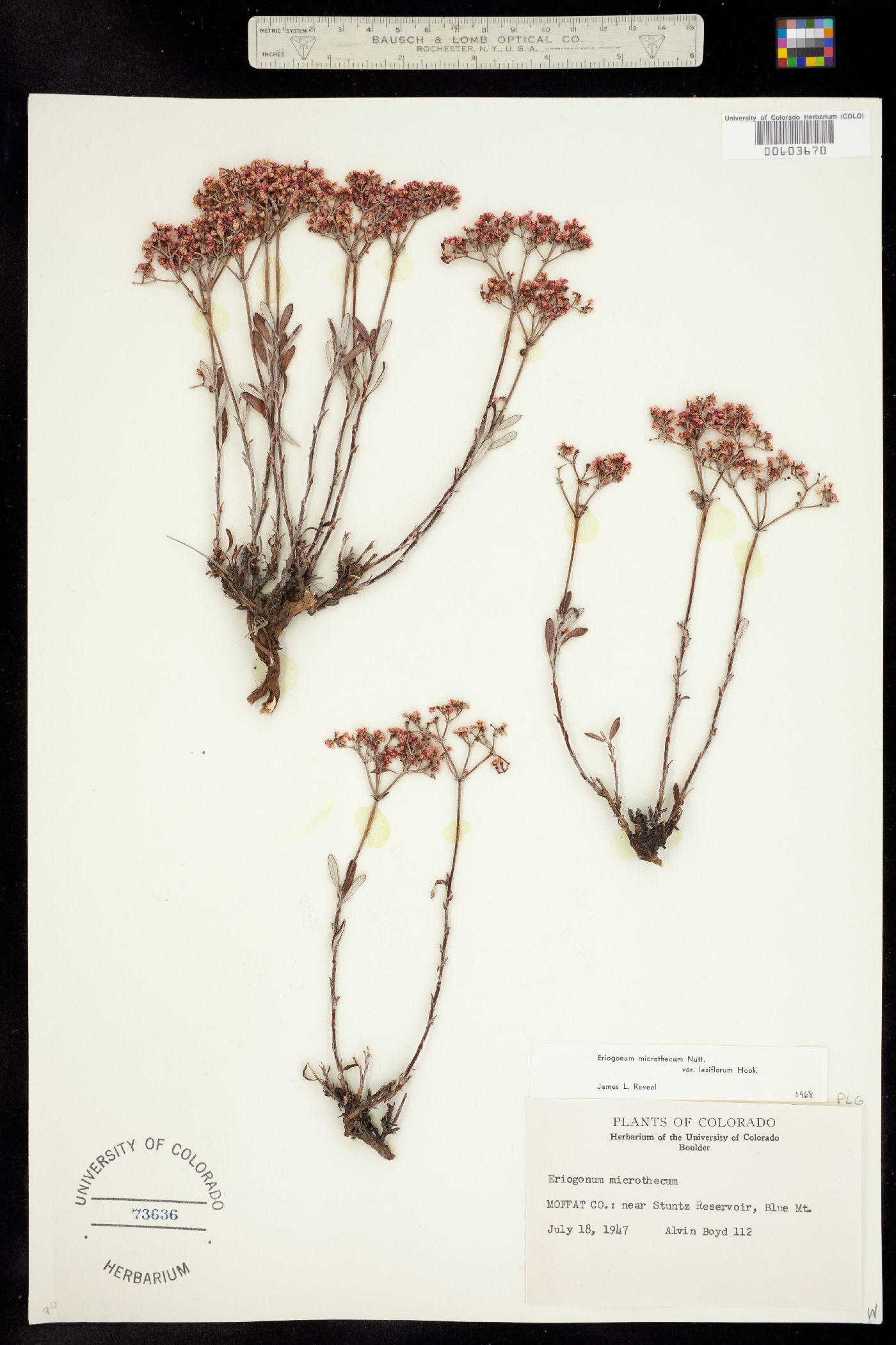 Eriogonum microthecum var. laxiflorum image