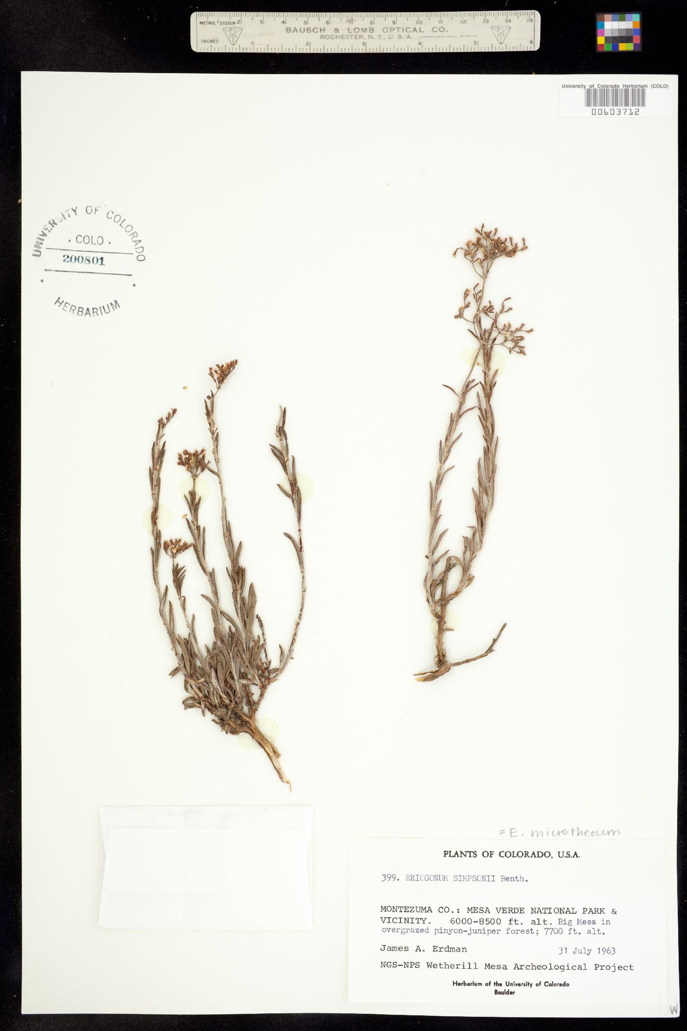 Eriogonum microthecum var. simpsonii image