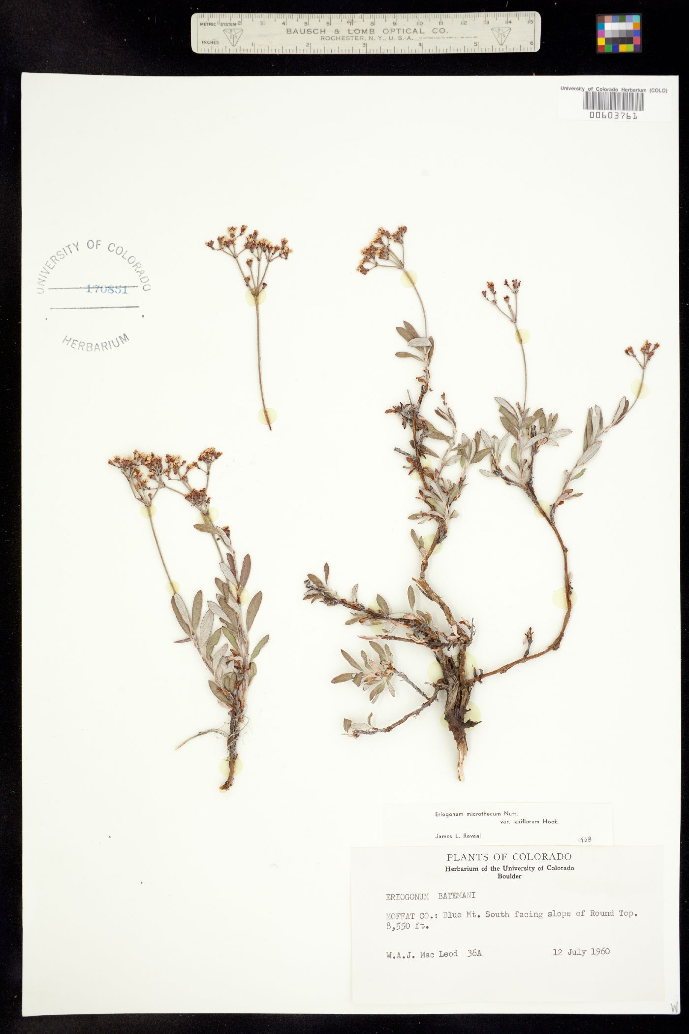 Eriogonum microthecum var. laxiflorum image