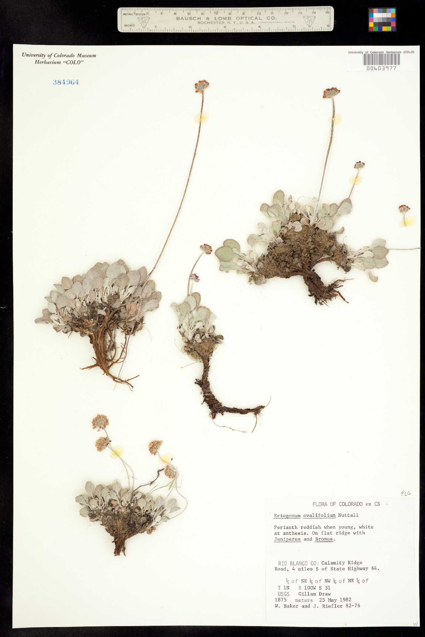 Eriogonum ovalifolium image
