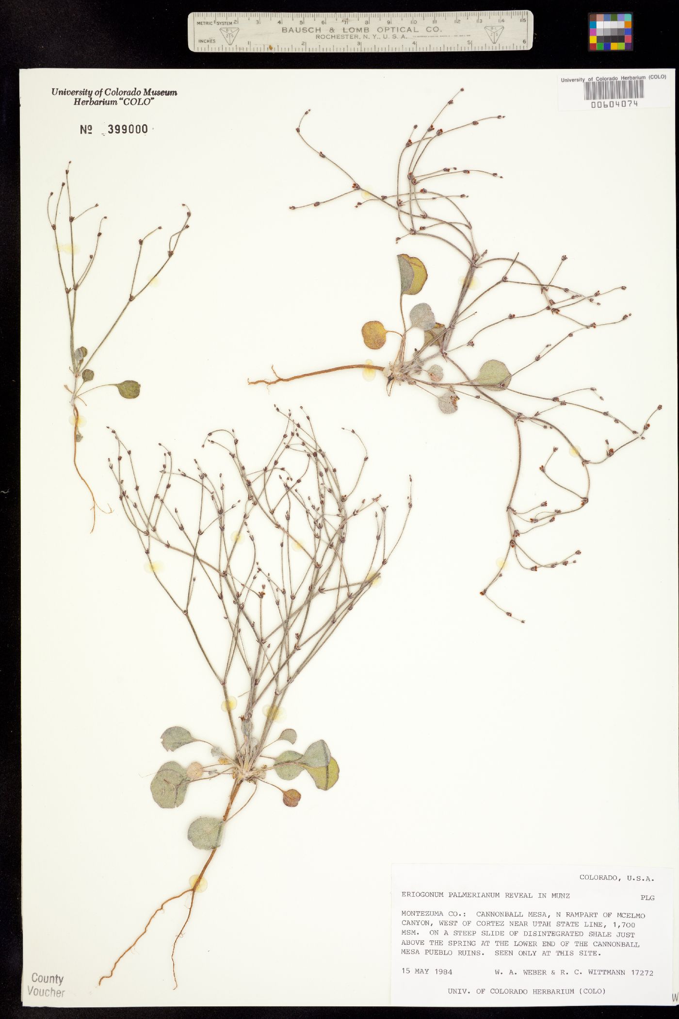 Eriogonum palmerianum image