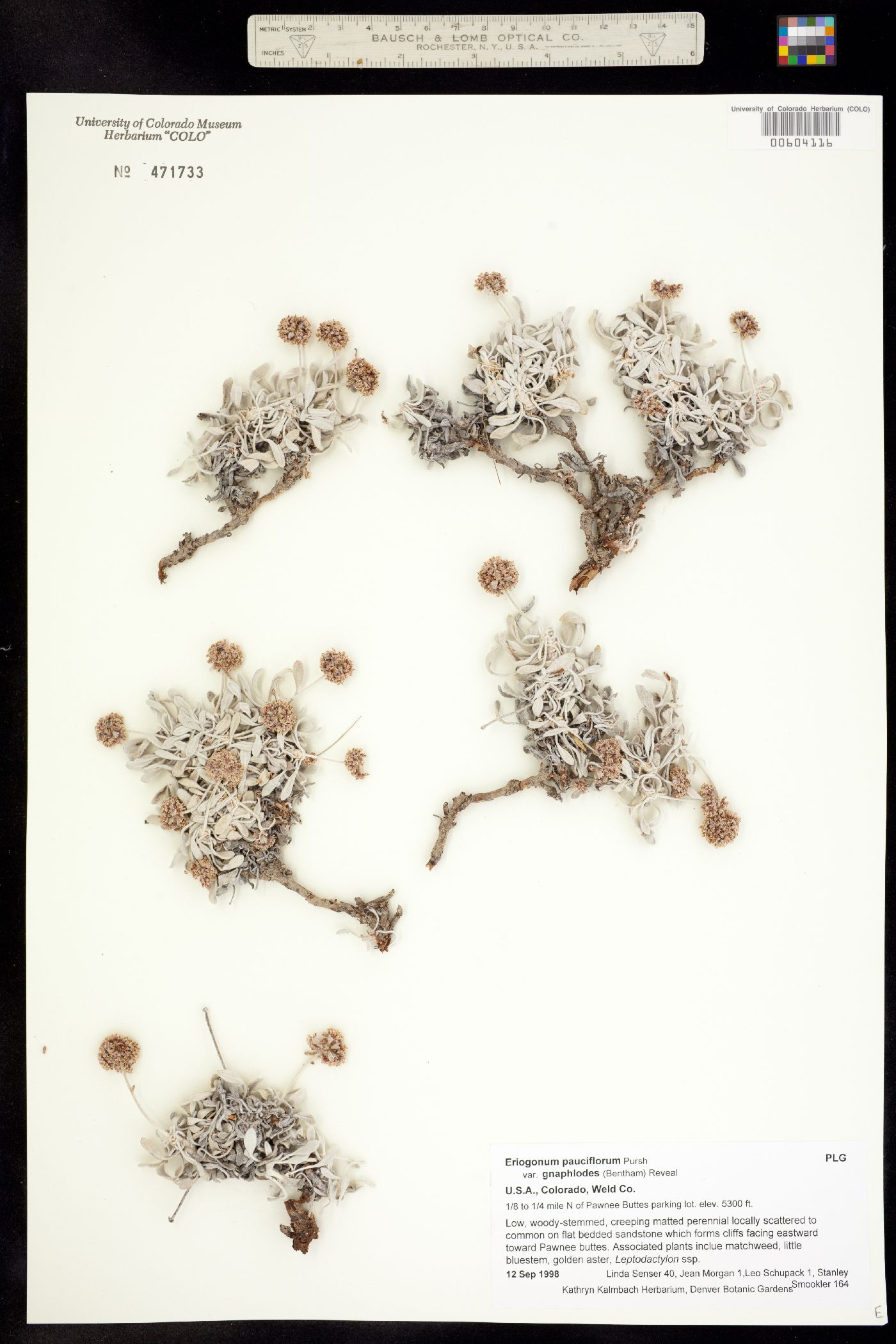 Eriogonum pauciflorum image