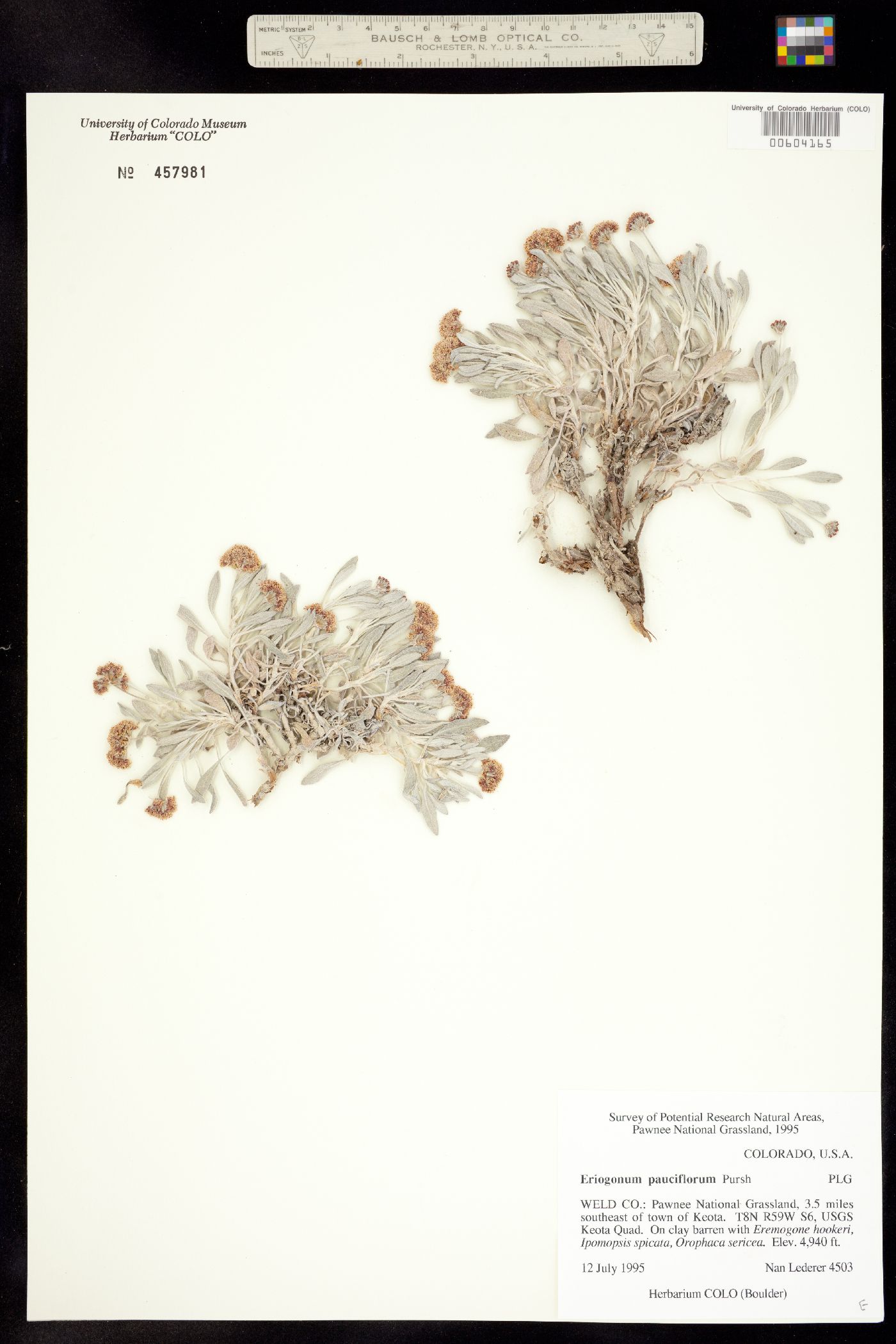 Eriogonum pauciflorum image