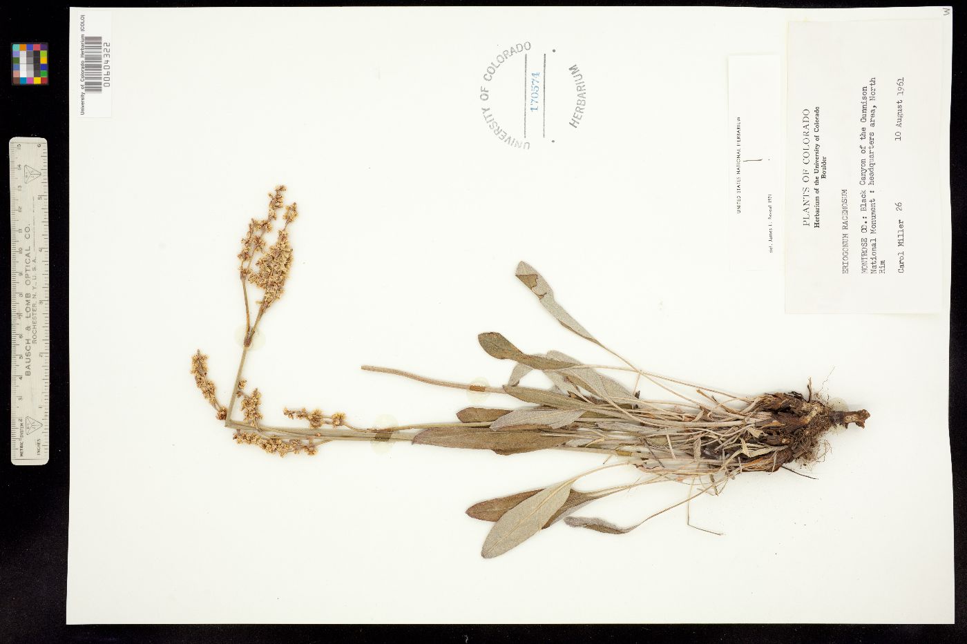 Eriogonum racemosum image