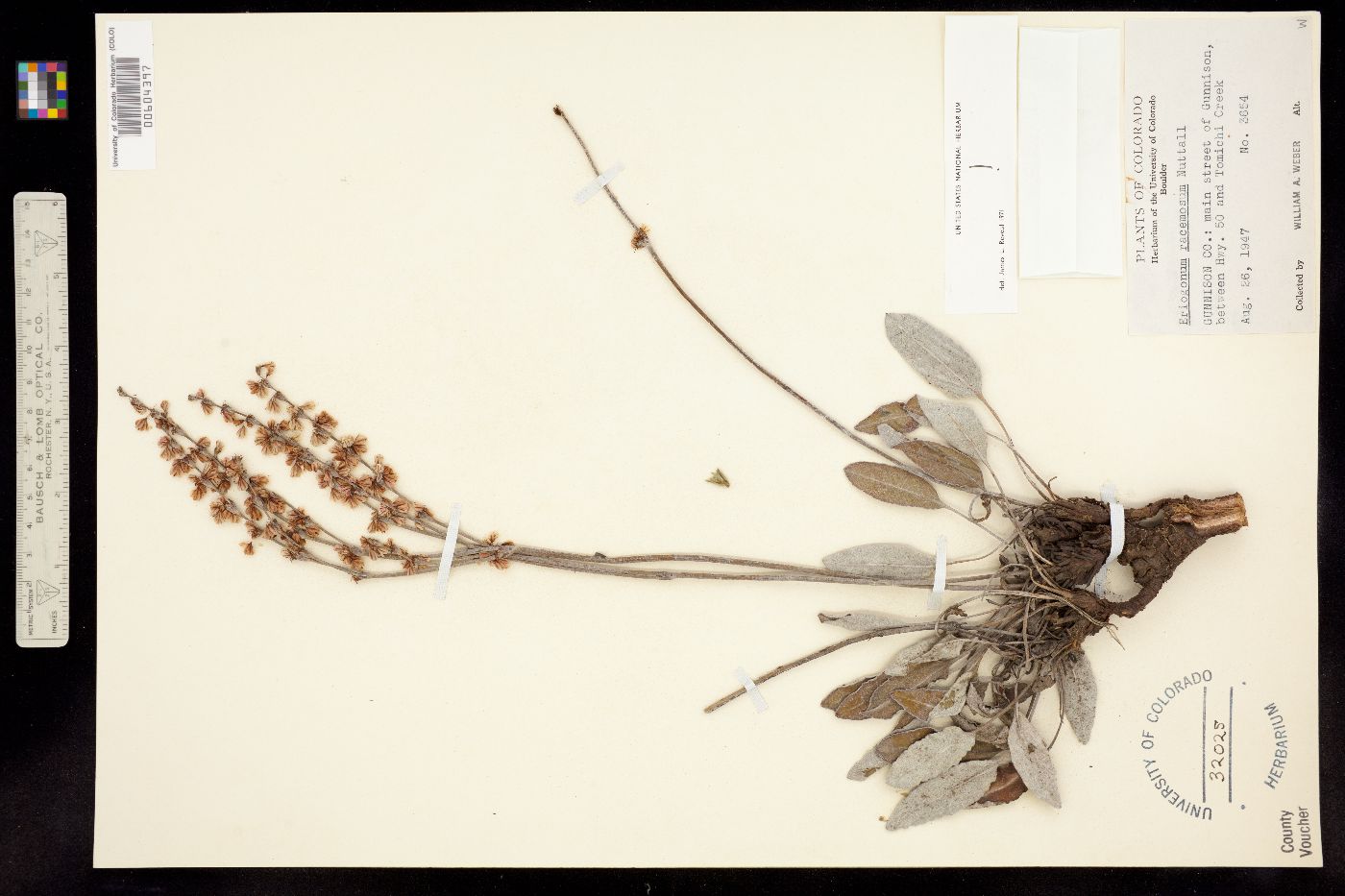 Eriogonum racemosum image