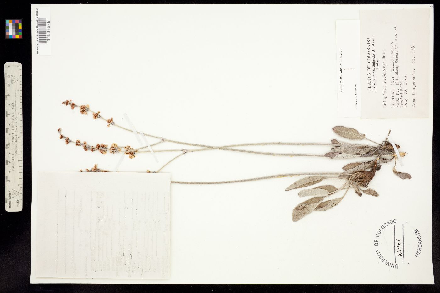 Eriogonum racemosum image