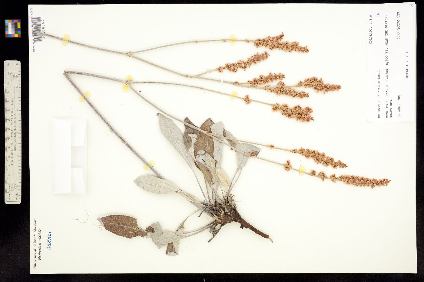 Eriogonum racemosum image