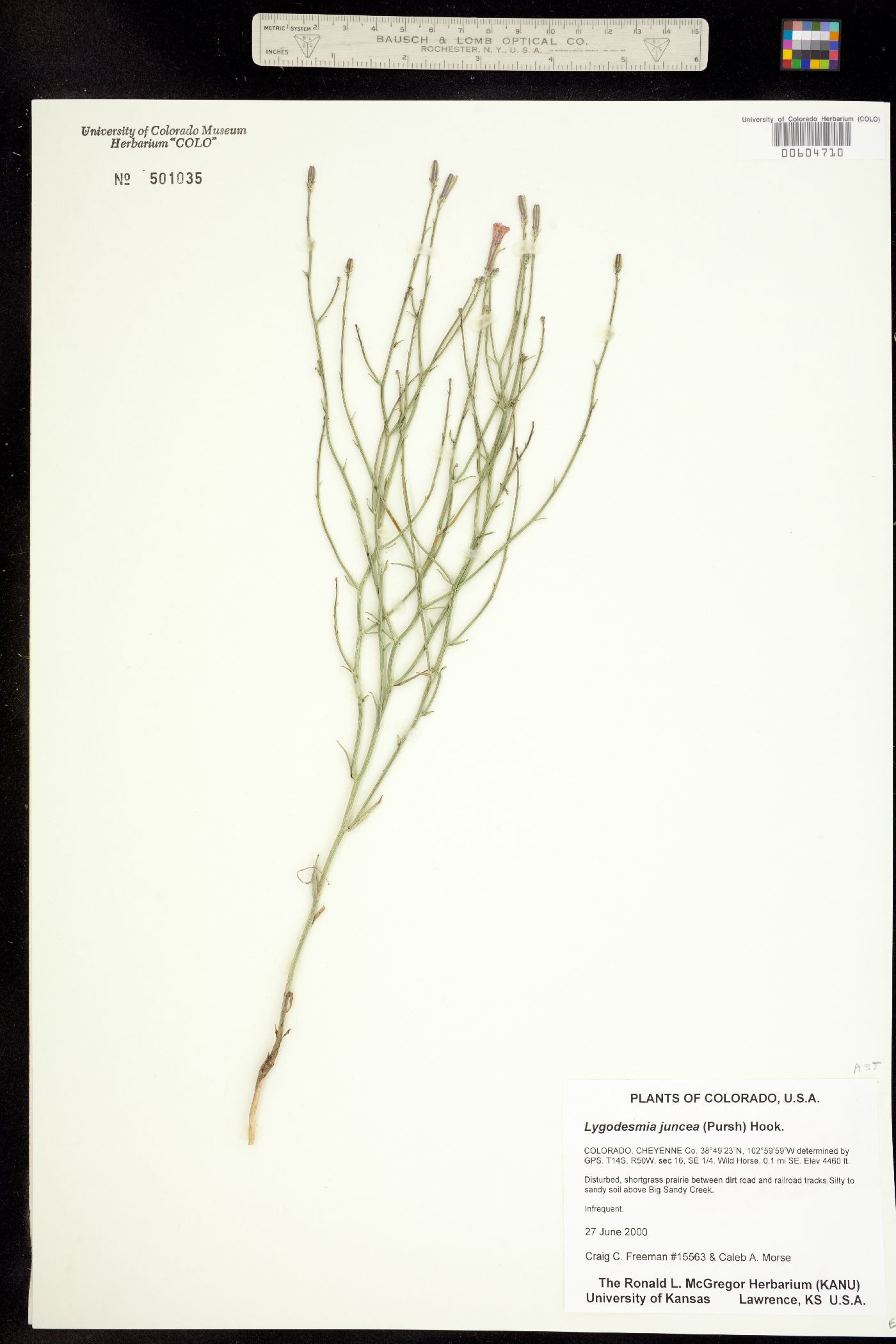 Lygodesmia juncea image