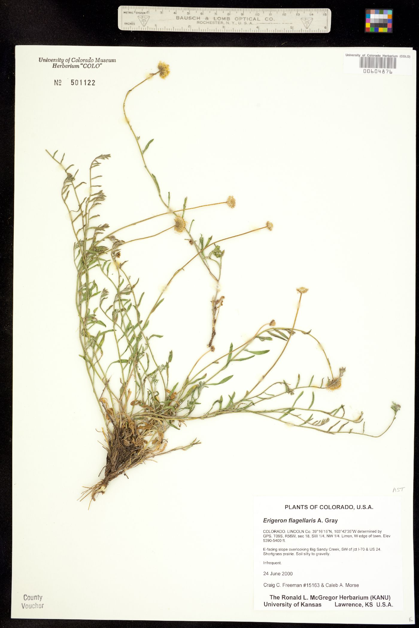 Erigeron flagellaris image