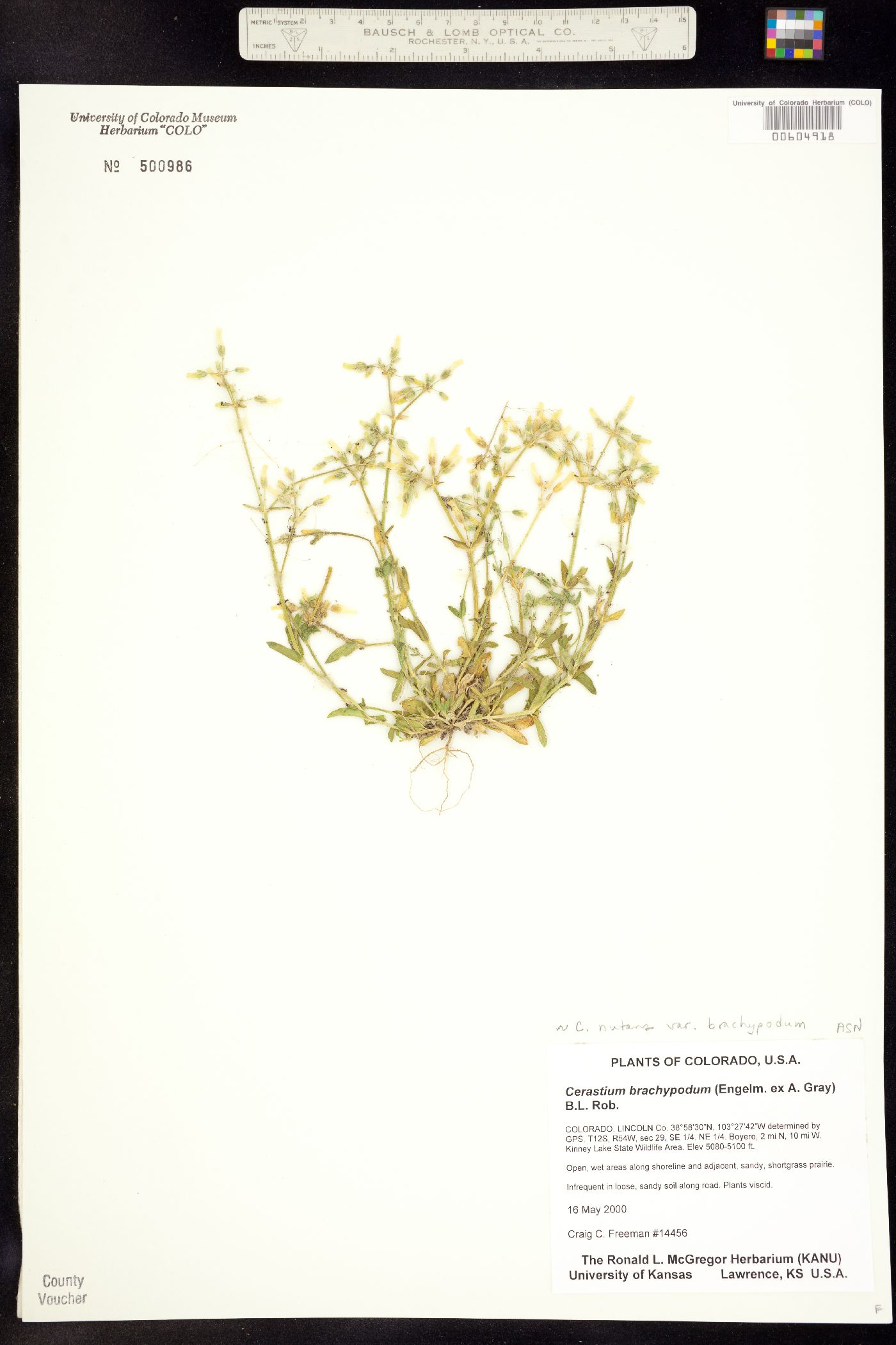 Cerastium nutans image