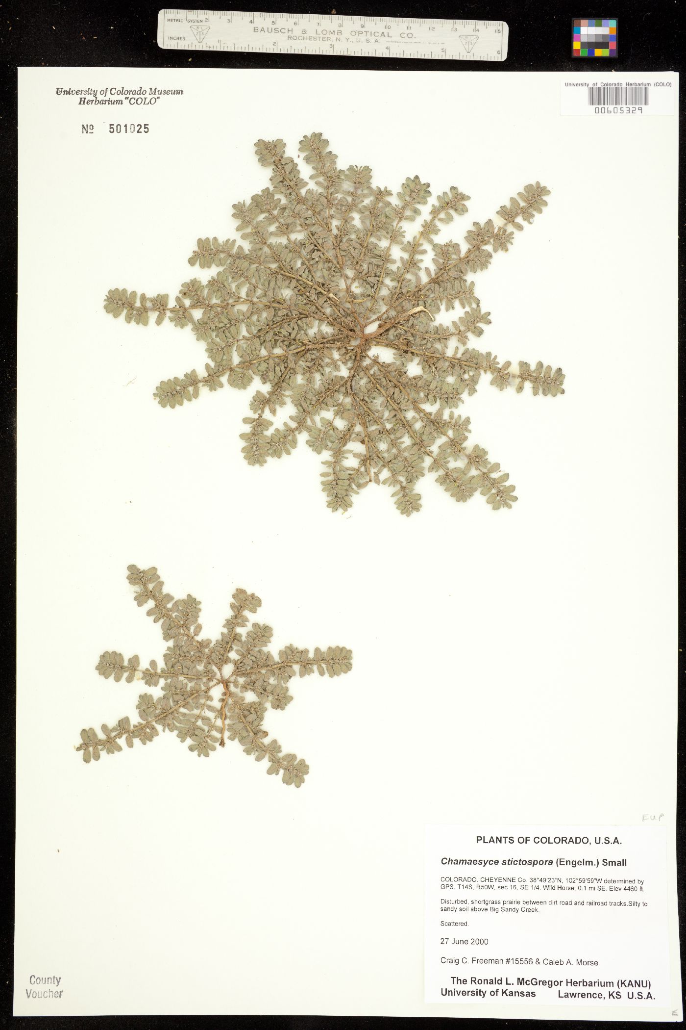 Euphorbia stictospora image