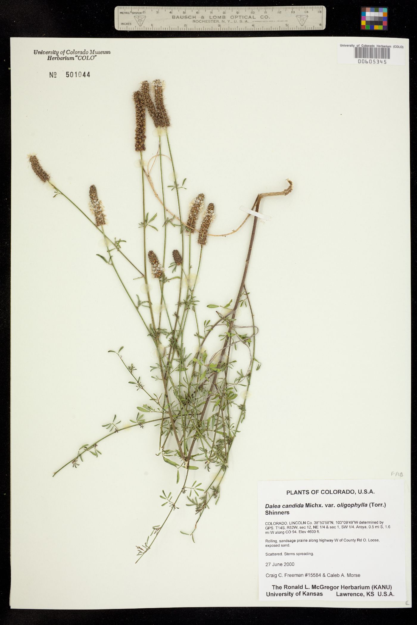Dalea candida var. oligophylla image