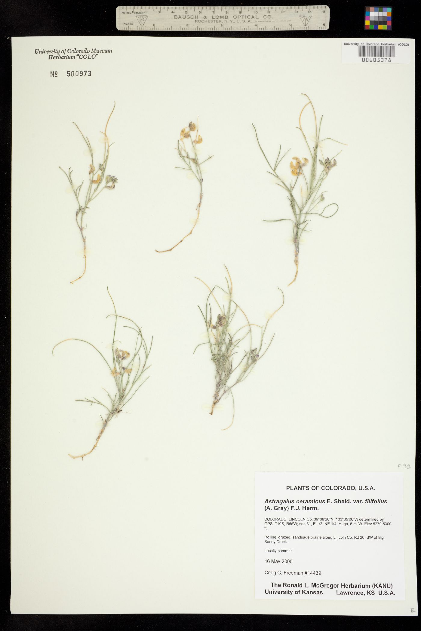 Astragalus ceramicus image
