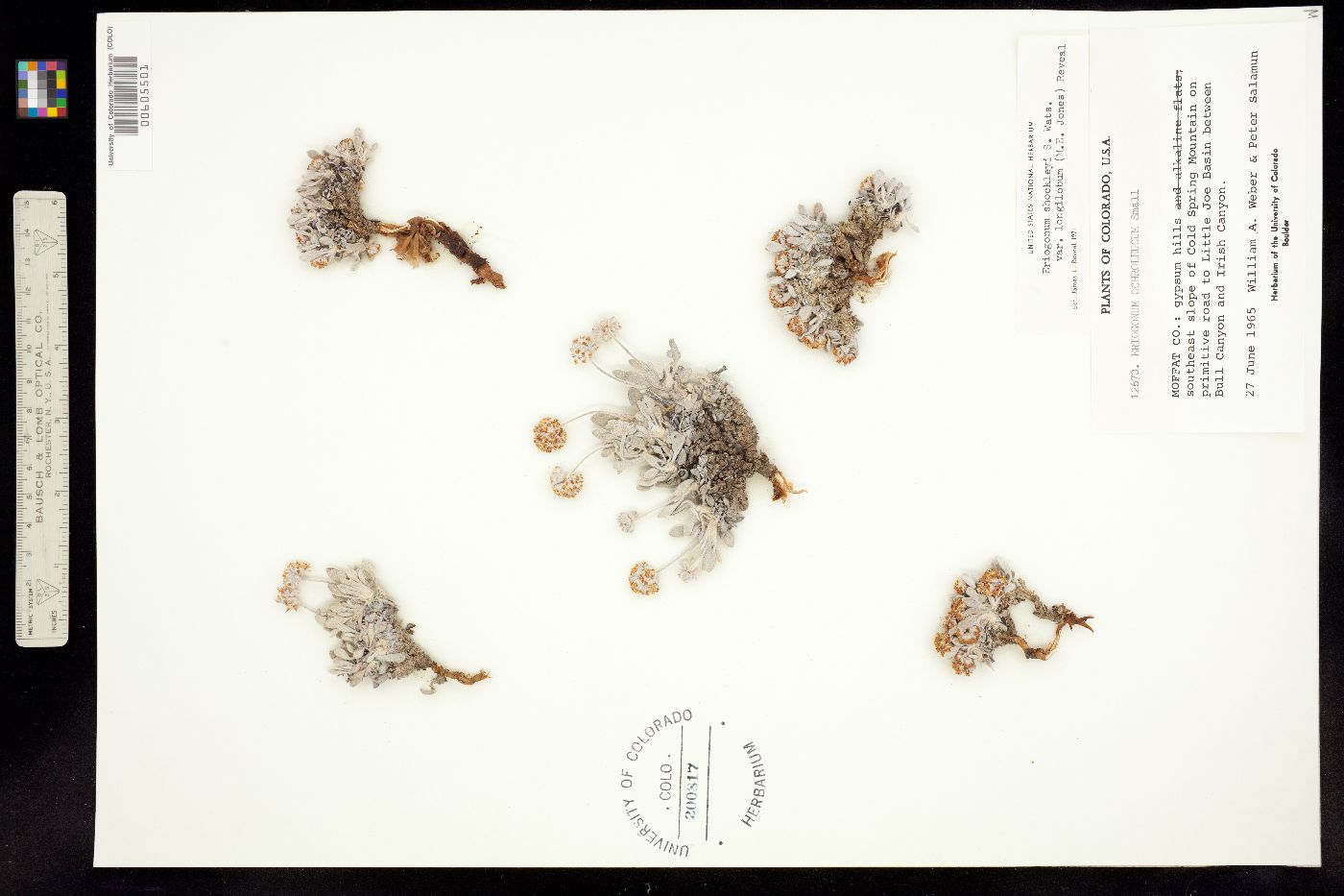 Eriogonum shockleyi image