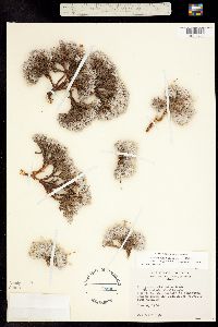 Eriogonum shockleyi image