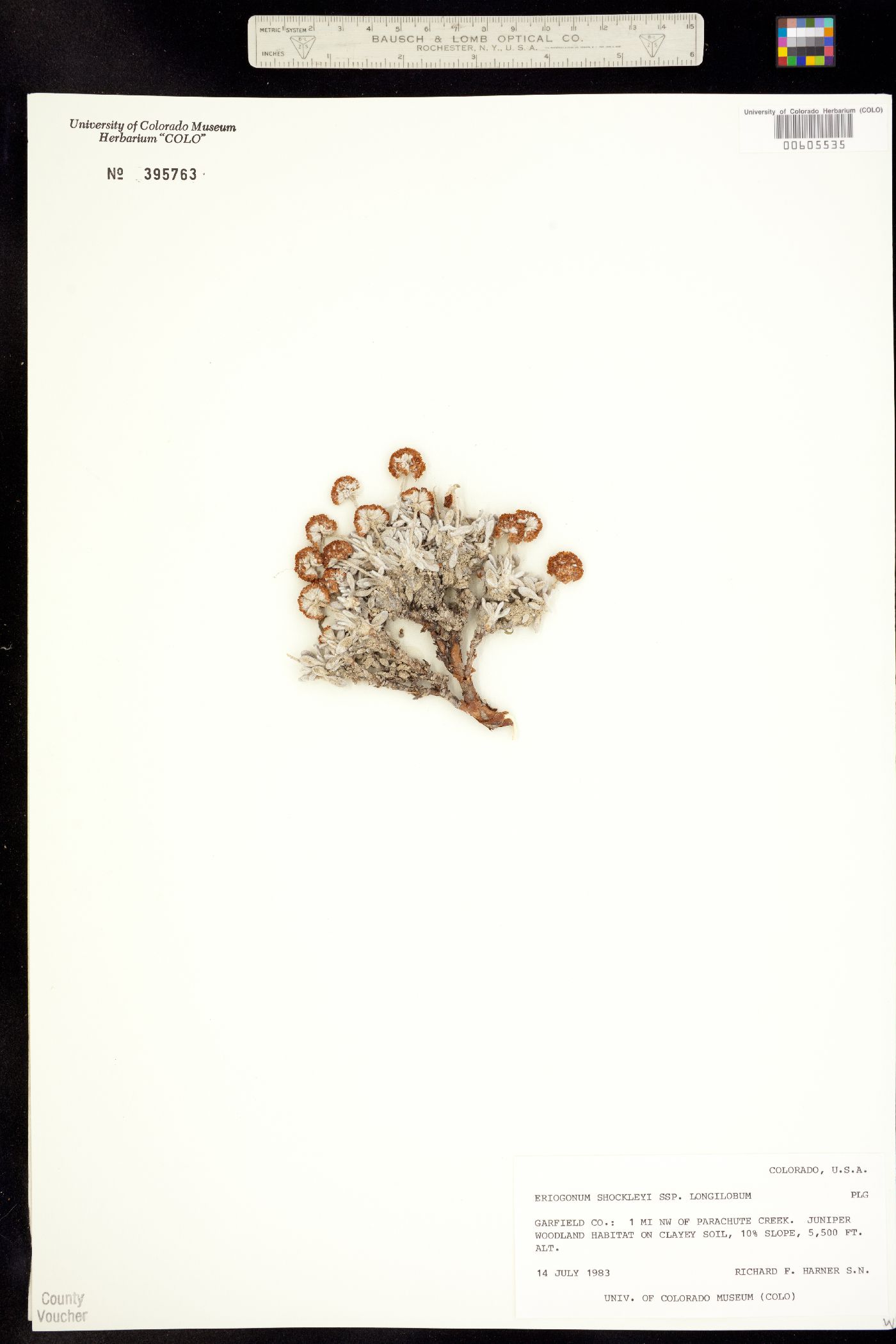 Eriogonum shockleyi image