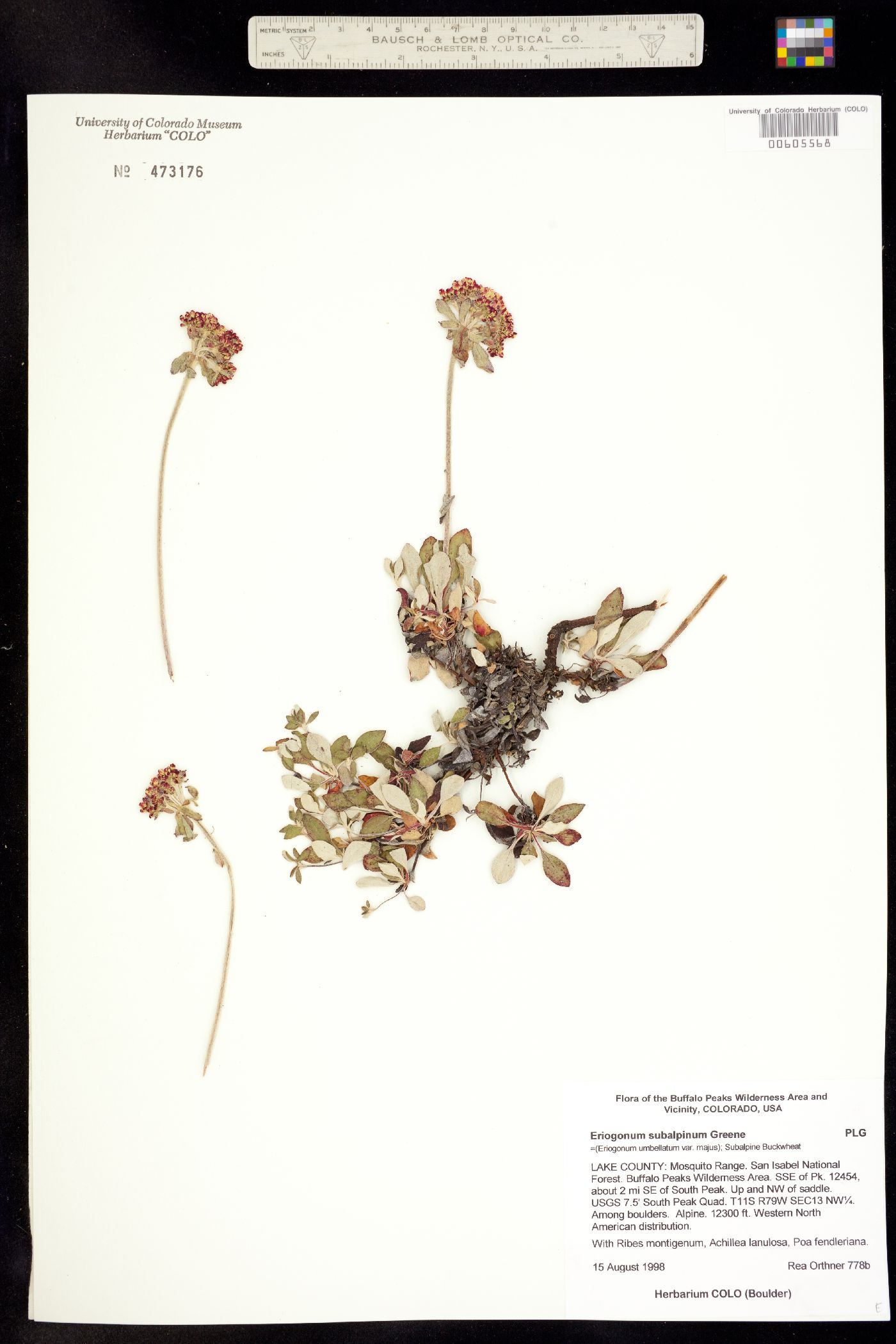 Eriogonum umbellatum var. majus image
