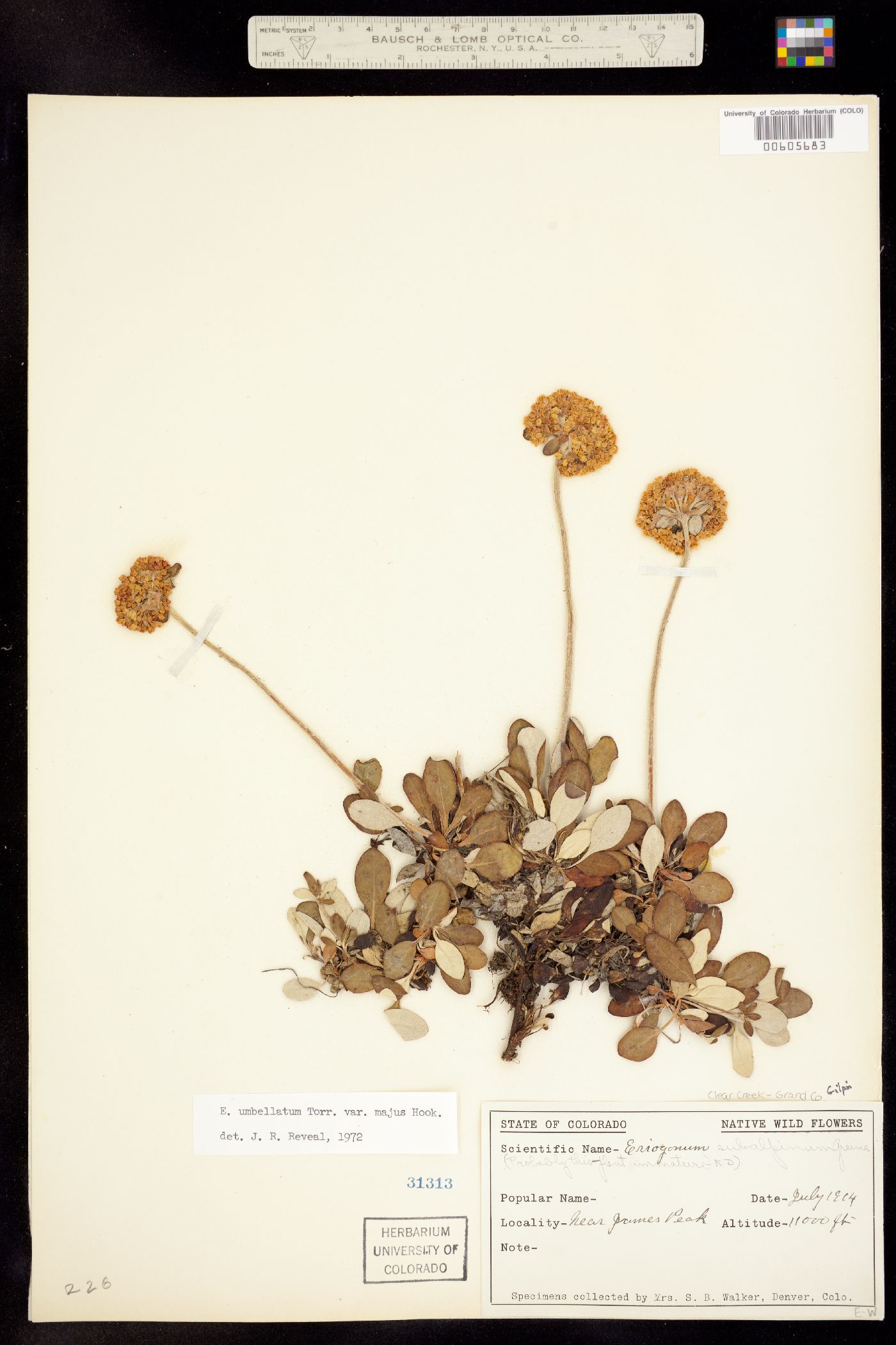 Eriogonum umbellatum var. majus image