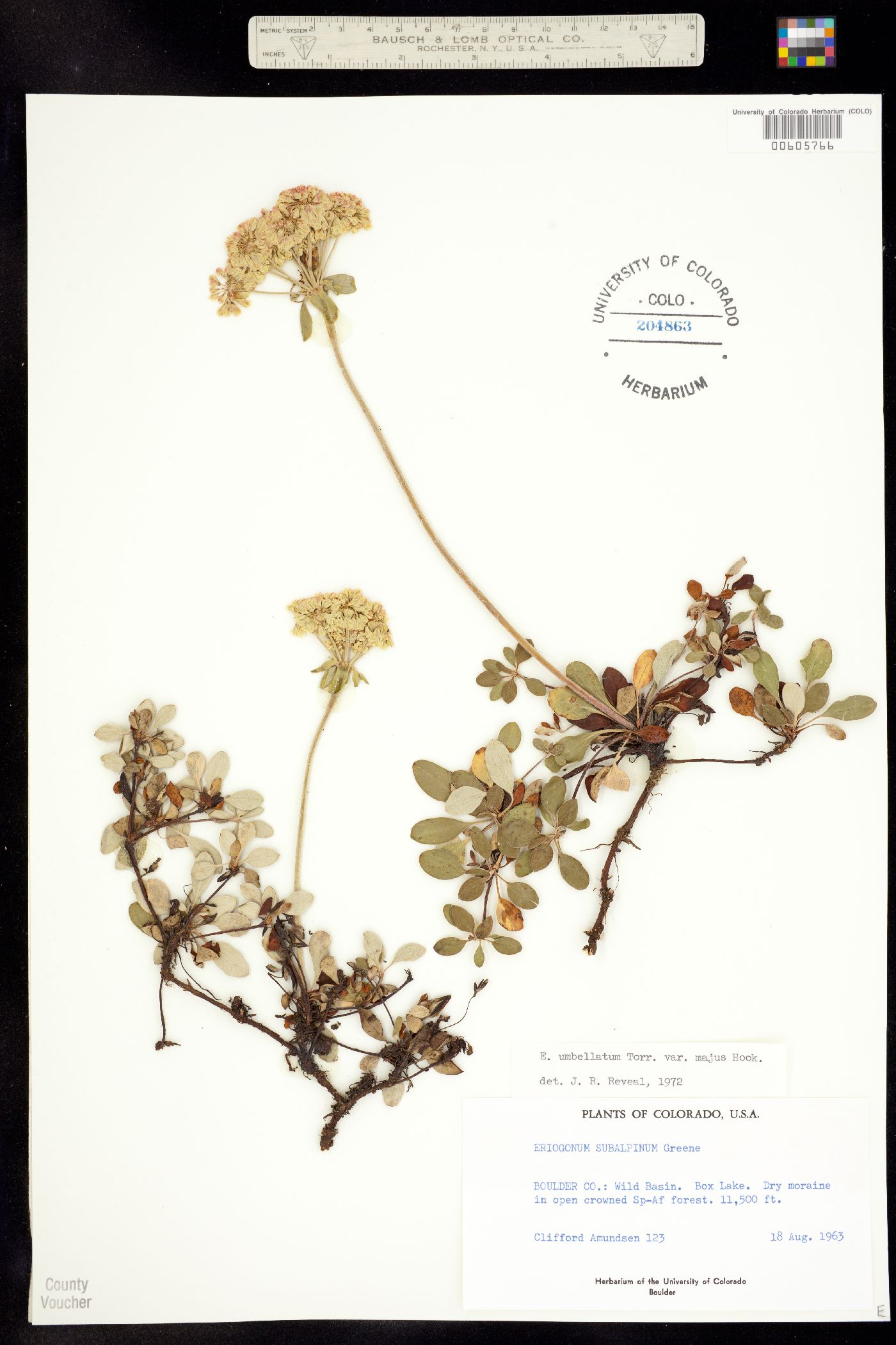 Eriogonum umbellatum var. majus image