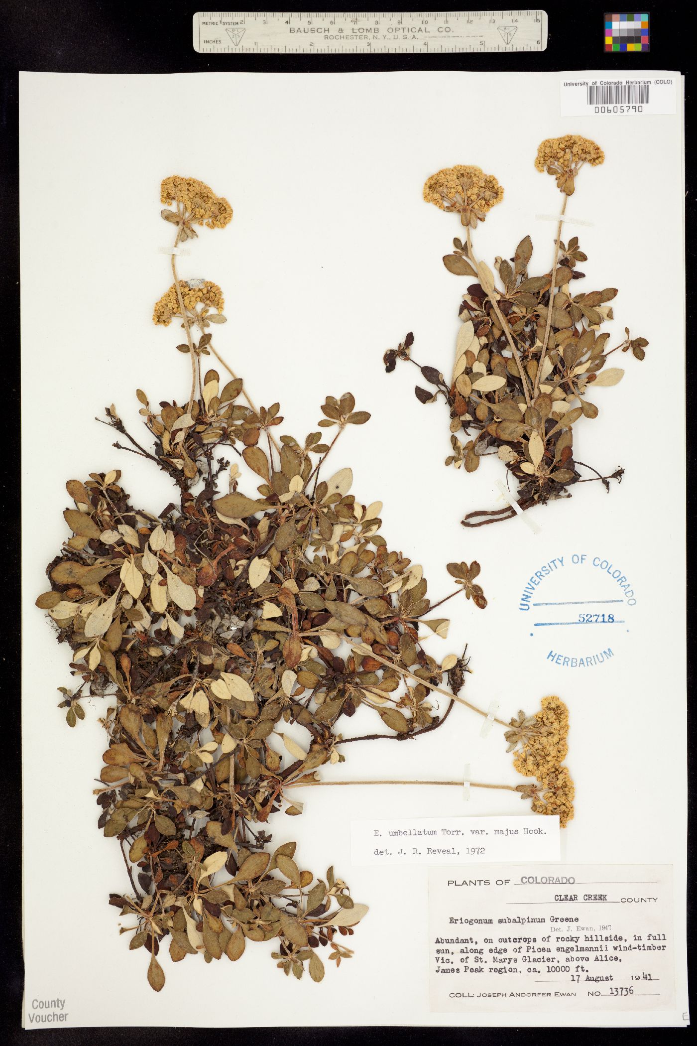 Eriogonum image