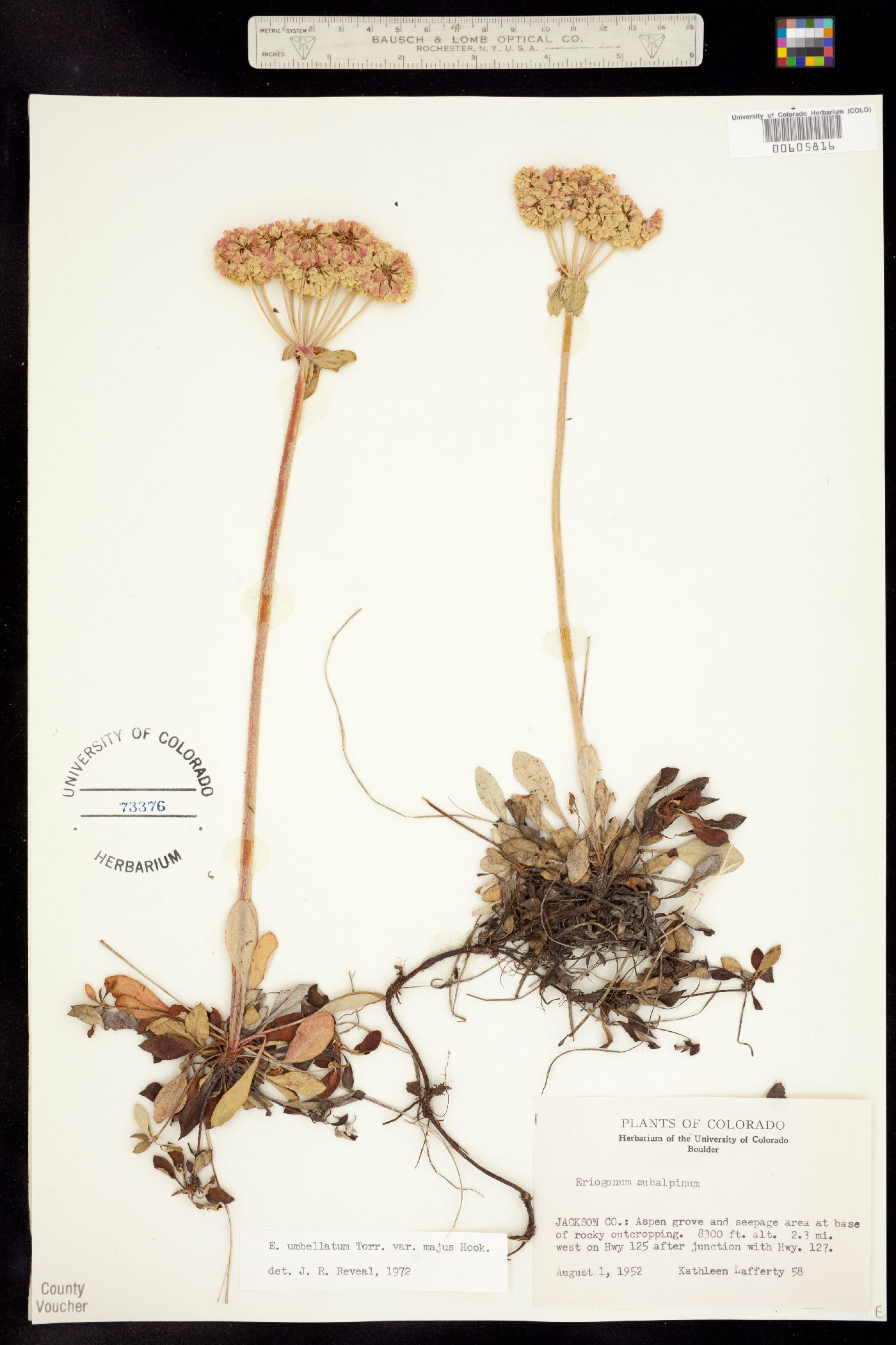 Eriogonum image