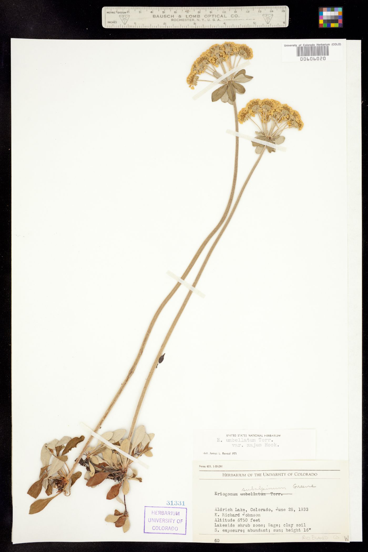 Eriogonum umbellatum var. majus image