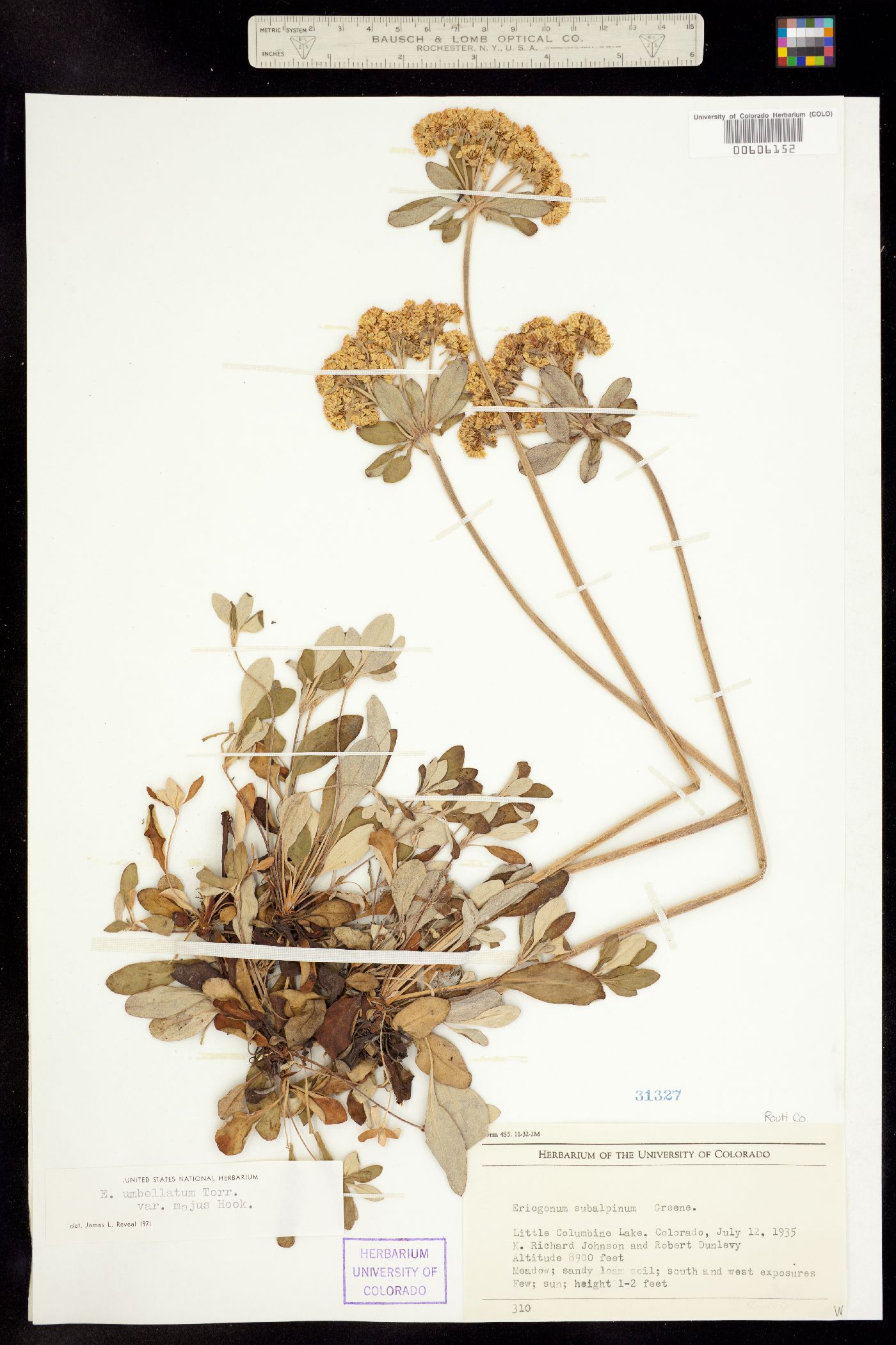 Eriogonum umbellatum image