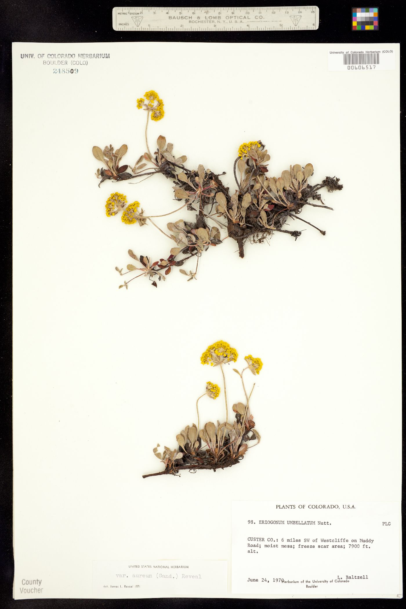 Eriogonum umbellatum var. aureum image