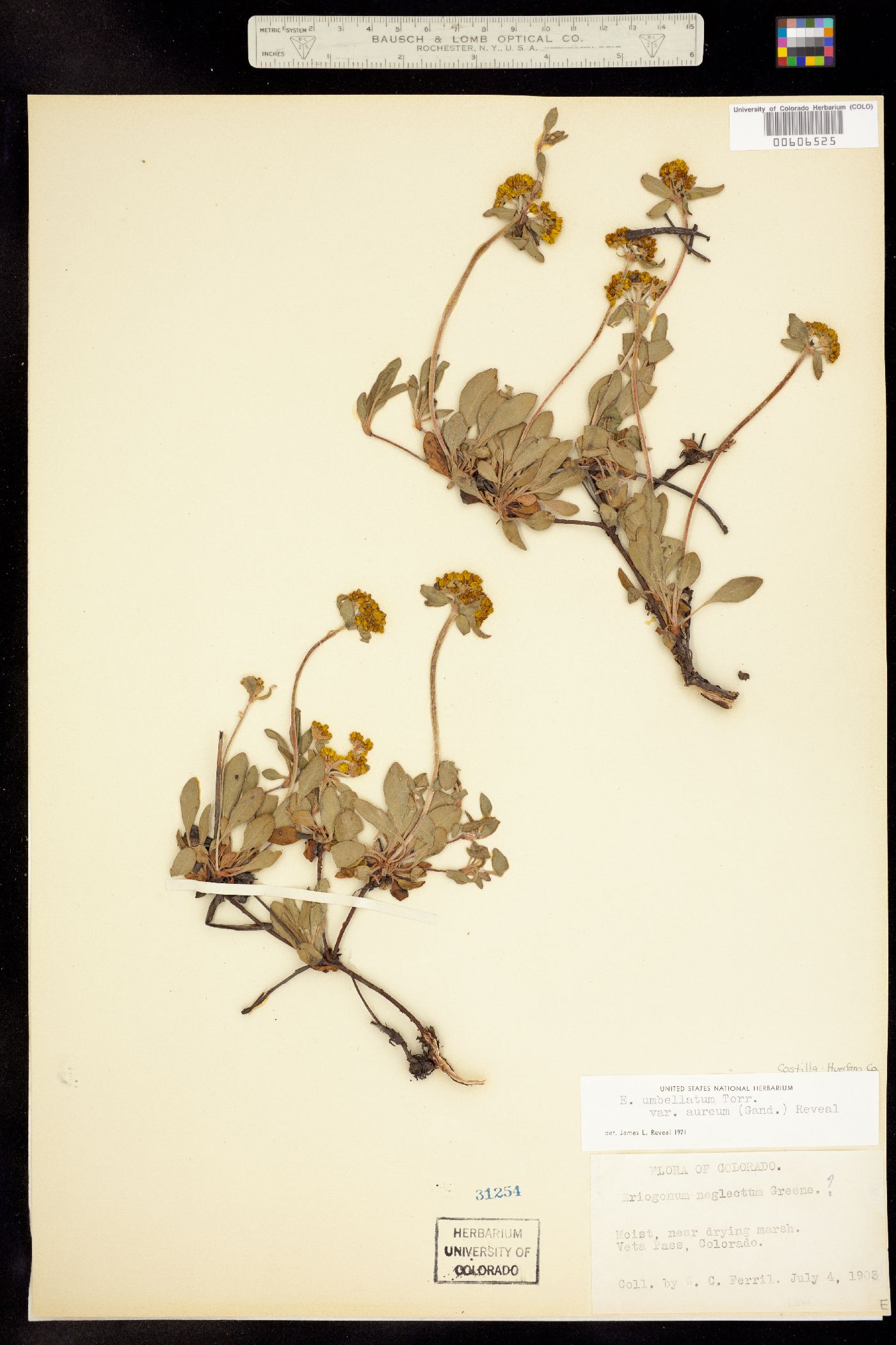 Eriogonum umbellatum var. aureum image
