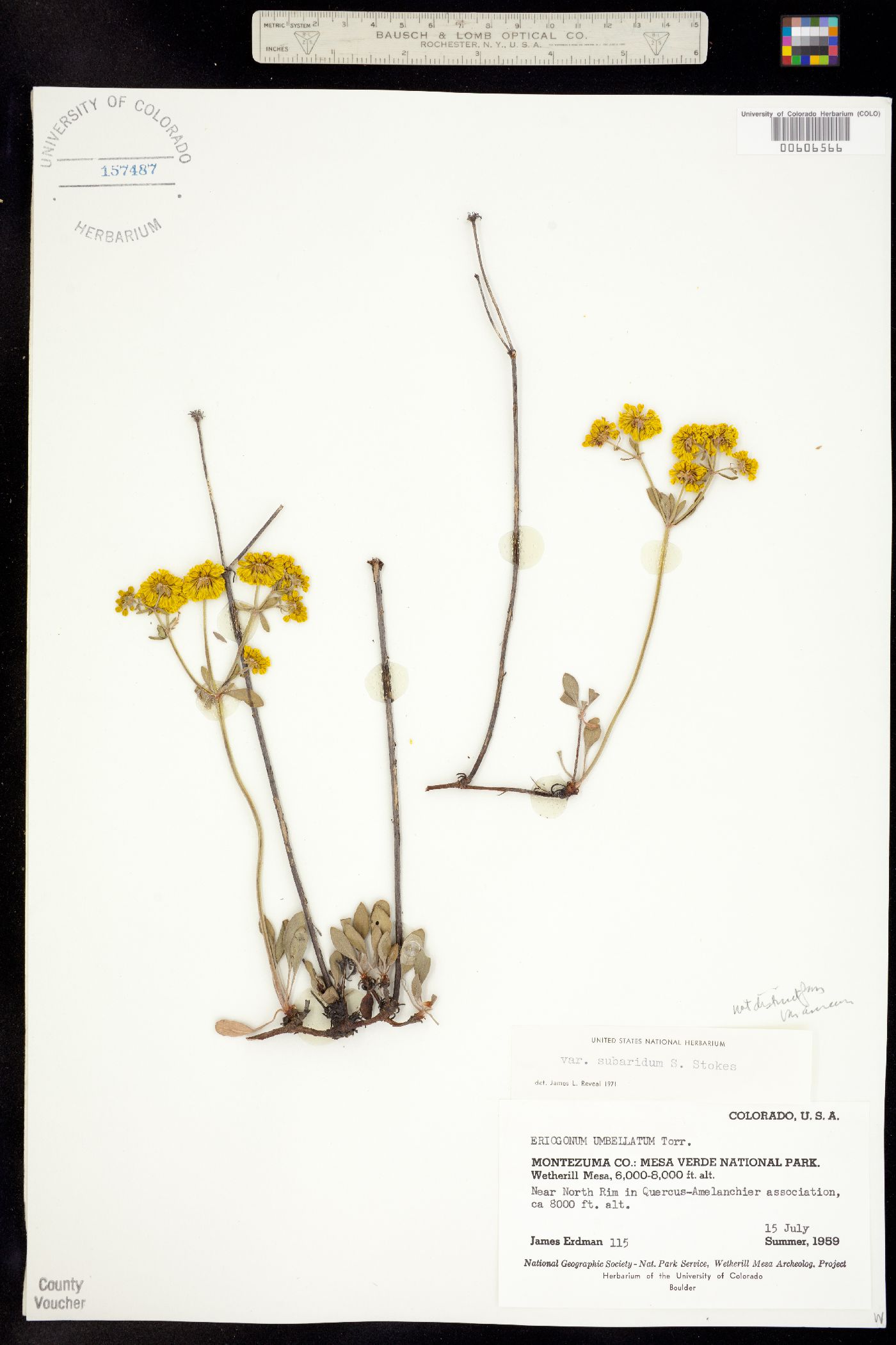 Eriogonum umbellatum var. aureum image