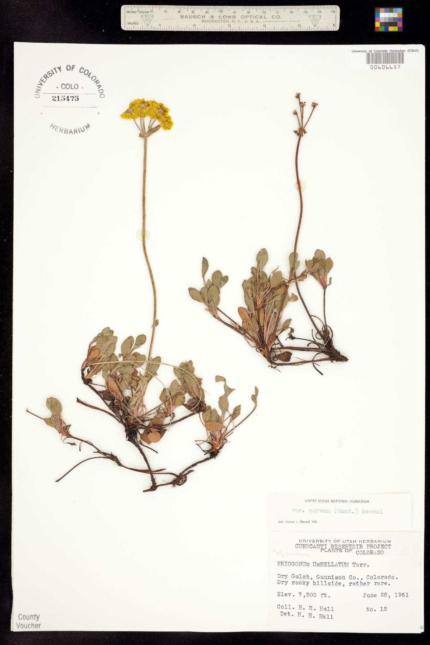 Eriogonum umbellatum var. aureum image