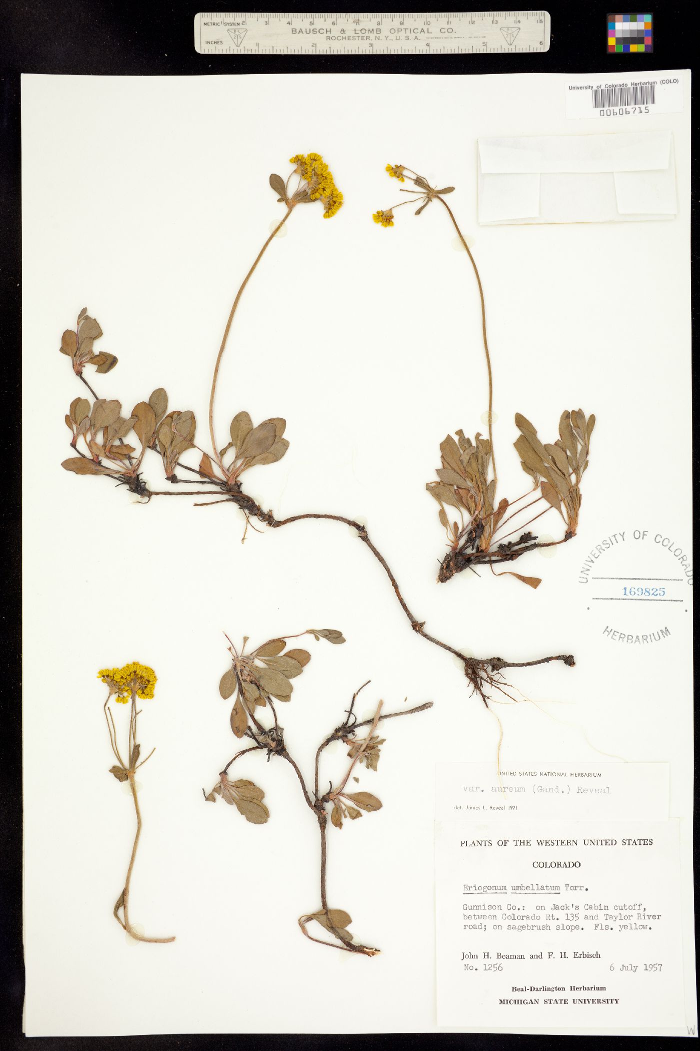 Eriogonum umbellatum var. aureum image