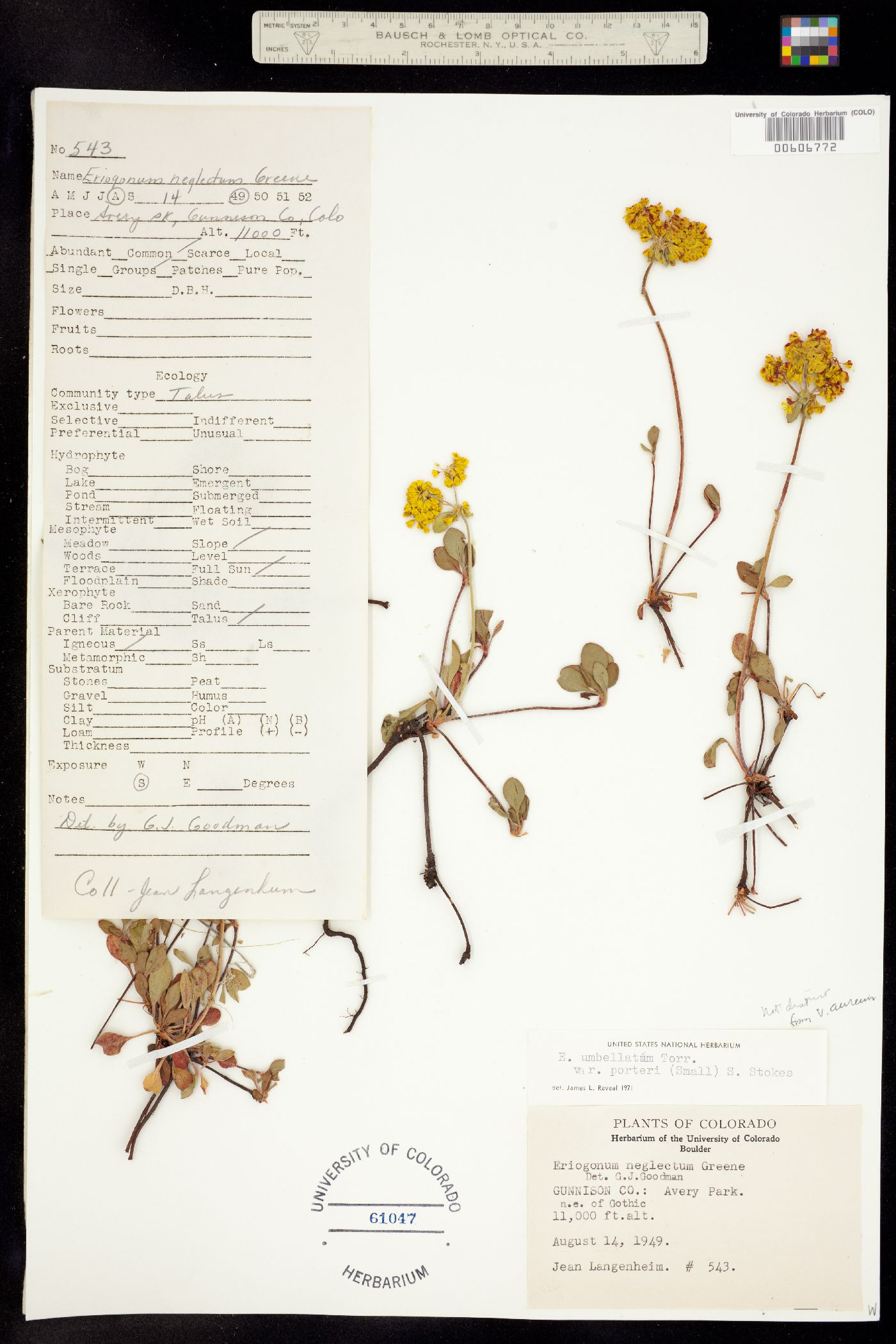 Eriogonum umbellatum var. porteri image