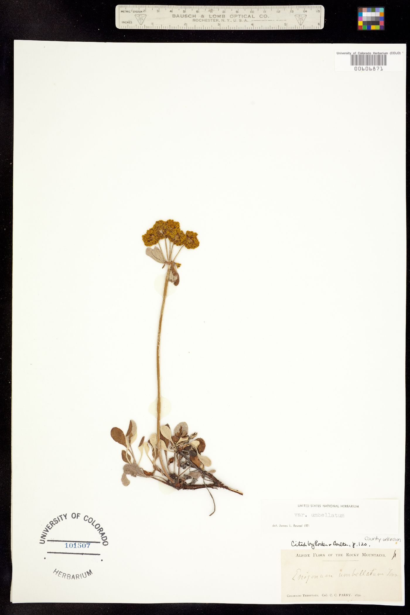 Eriogonum umbellatum image