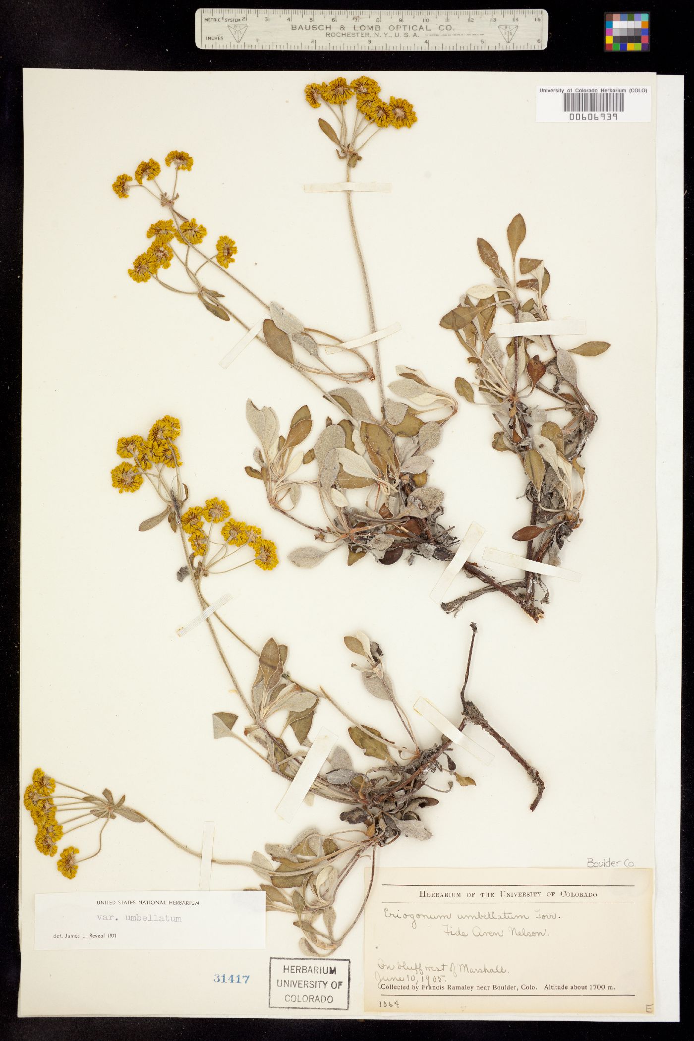 Eriogonum umbellatum var. umbellatum image