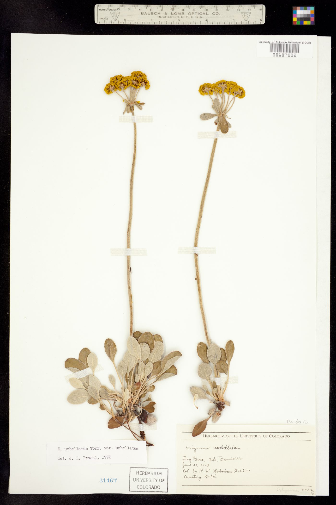 Eriogonum umbellatum var. umbellatum image