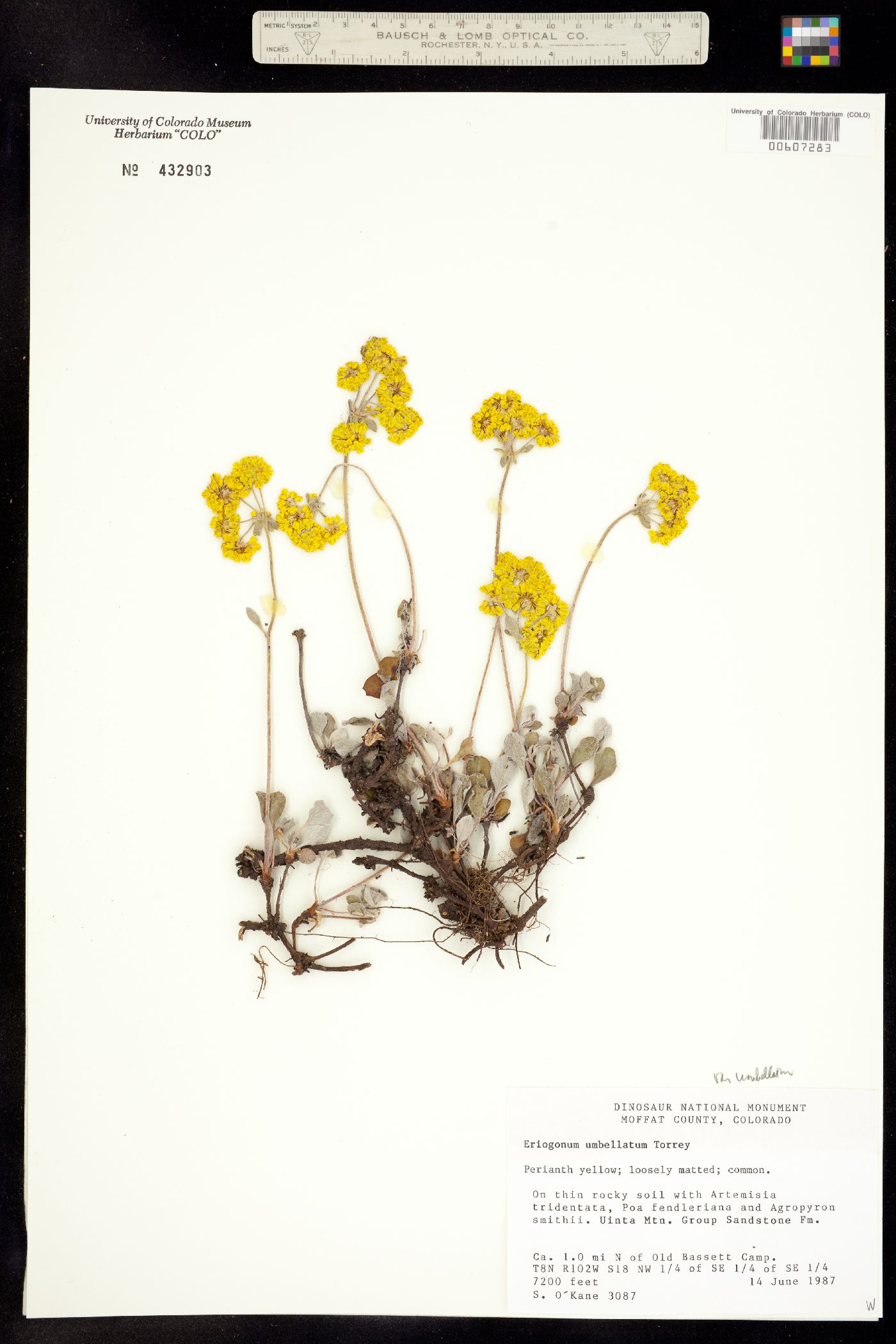 Eriogonum umbellatum var. umbellatum image