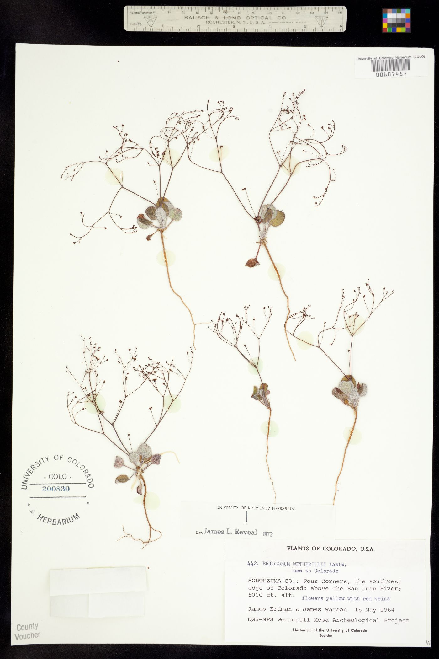 Eriogonum wetherillii image