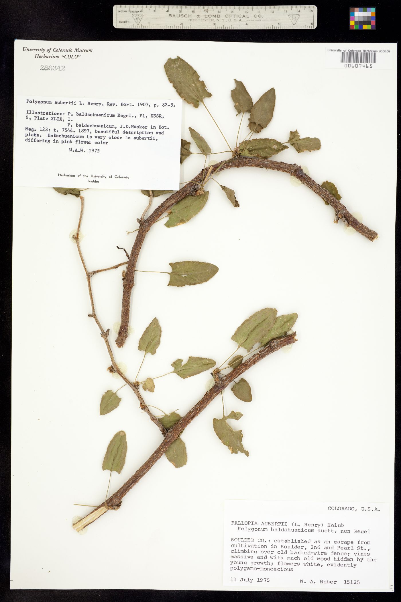 Fallopia baldschuanica image