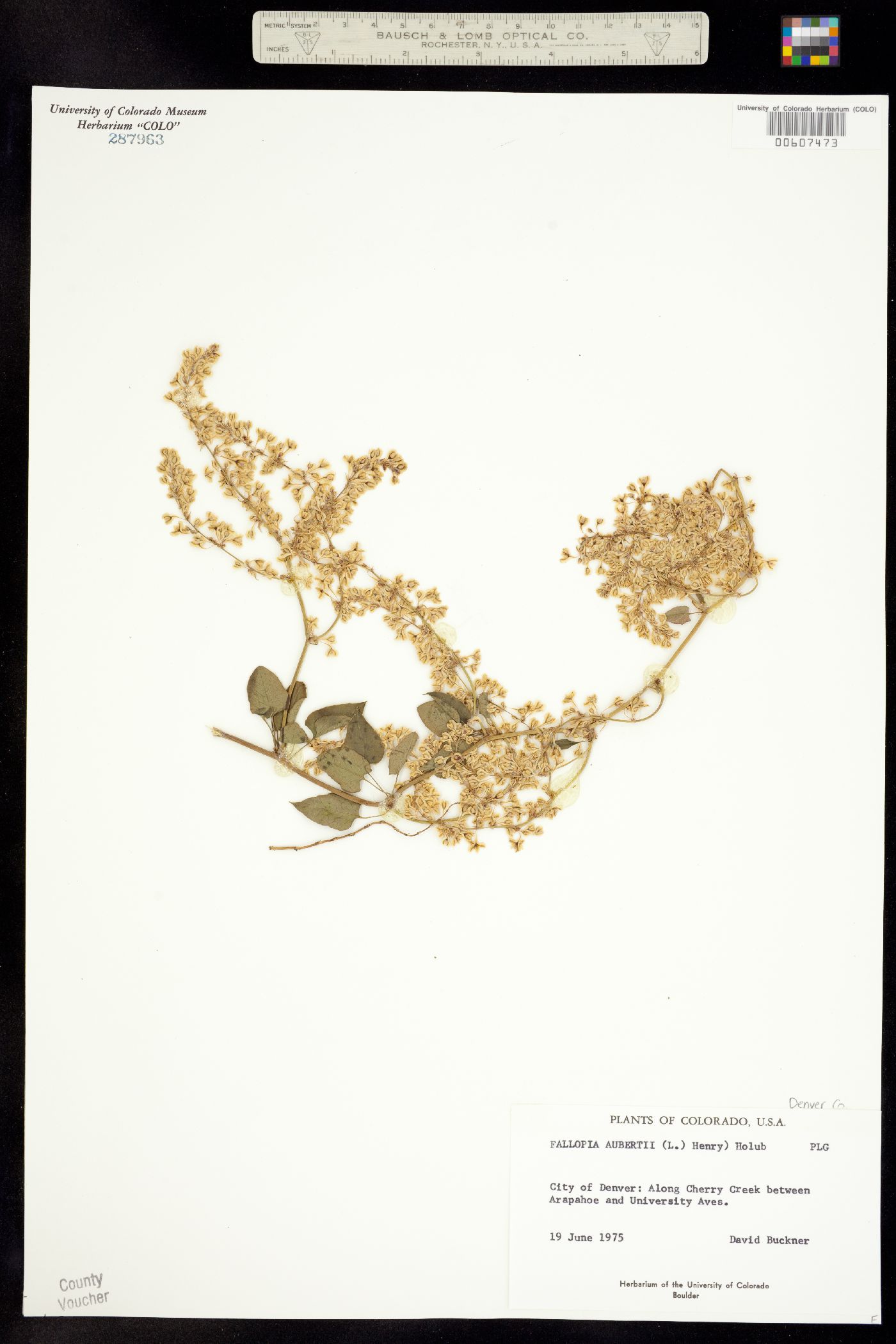 Fallopia baldschuanica image