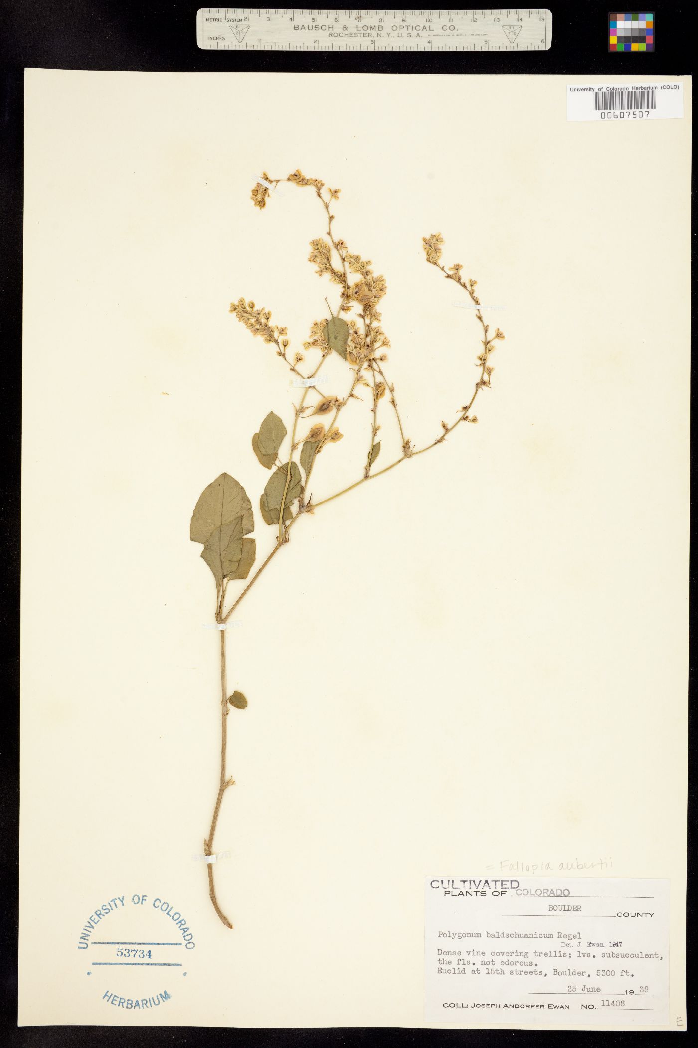 Fallopia baldschuanica image