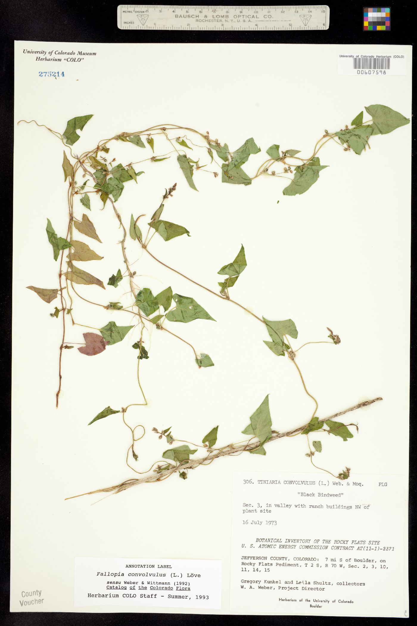 Fallopia convolvulus image