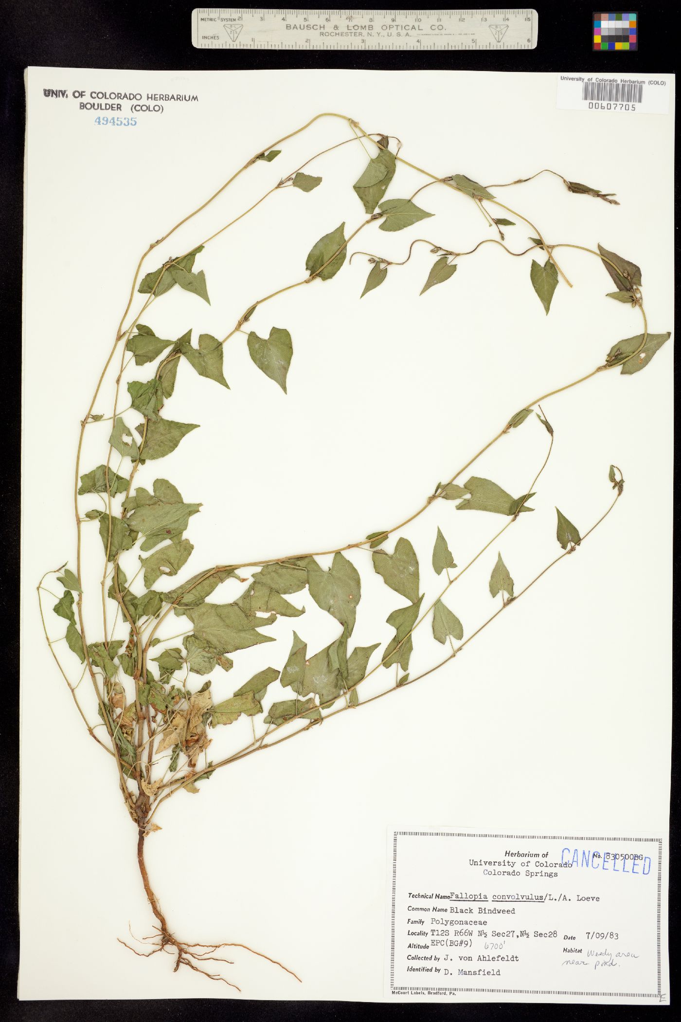 Fallopia convolvulus image