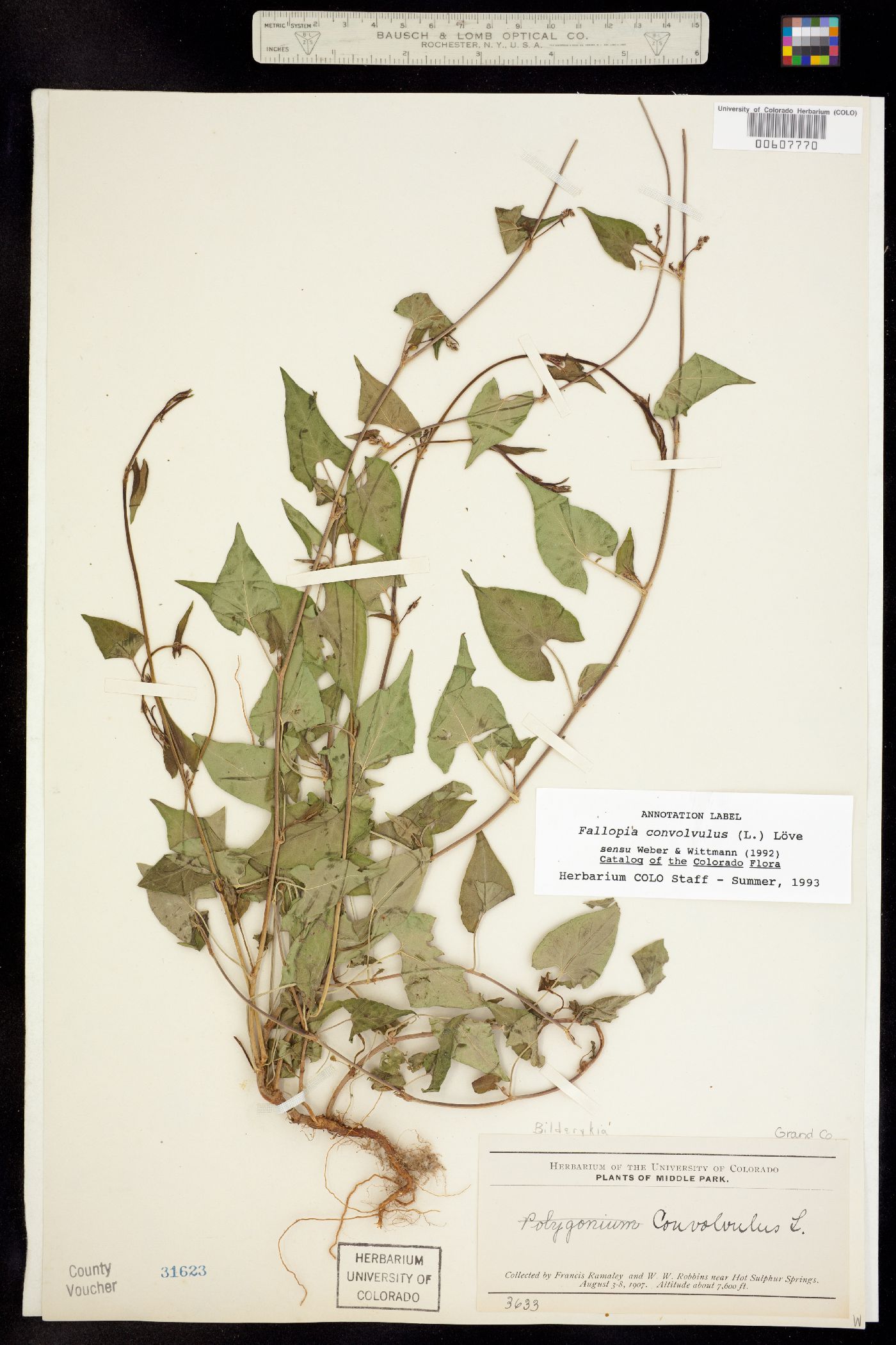 Fallopia convolvulus image