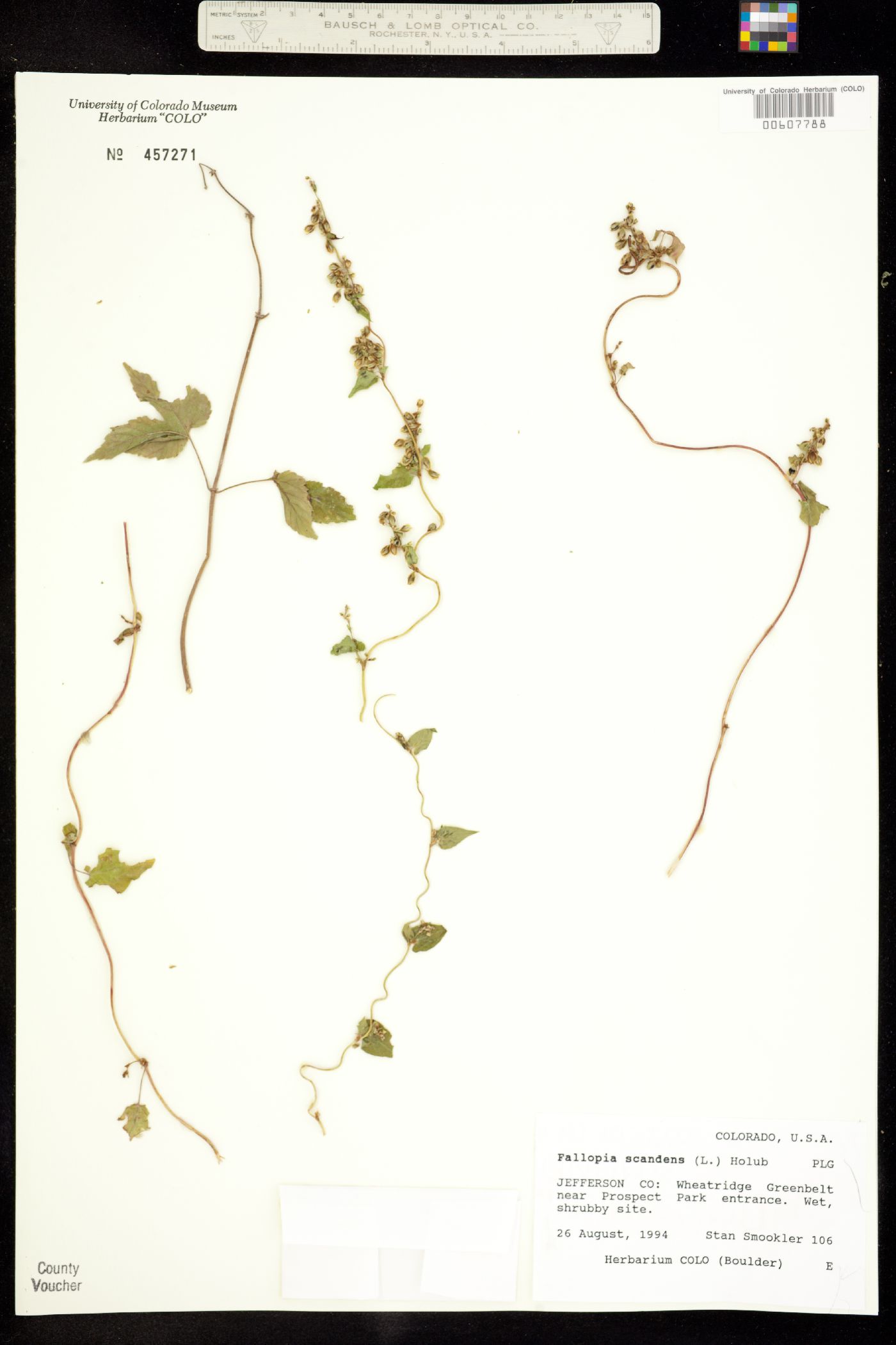 Fallopia scandens image