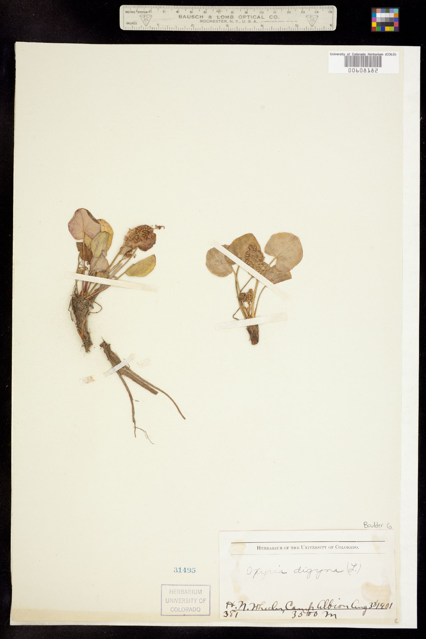 Oxyria digyna image