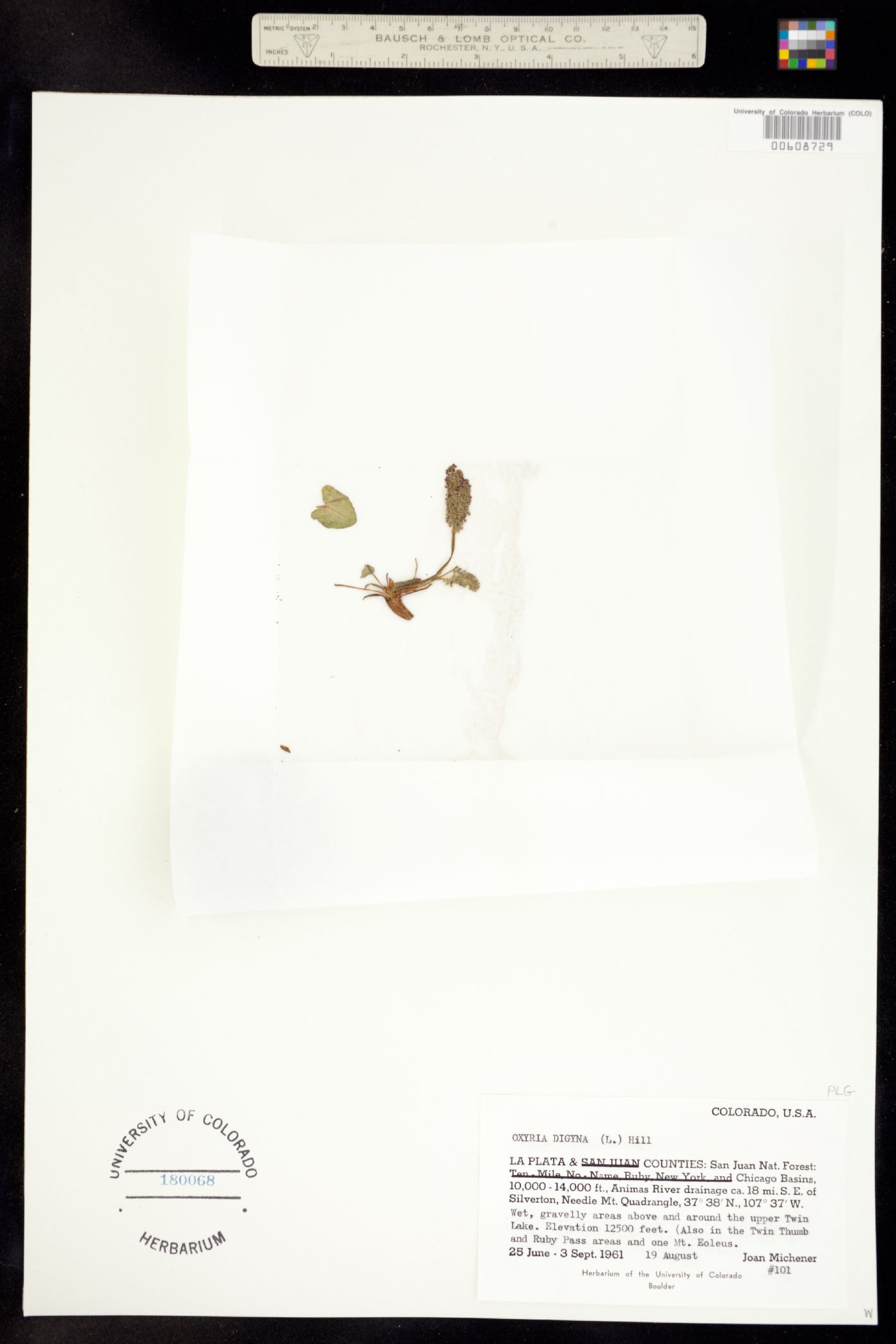 Oxyria digyna image