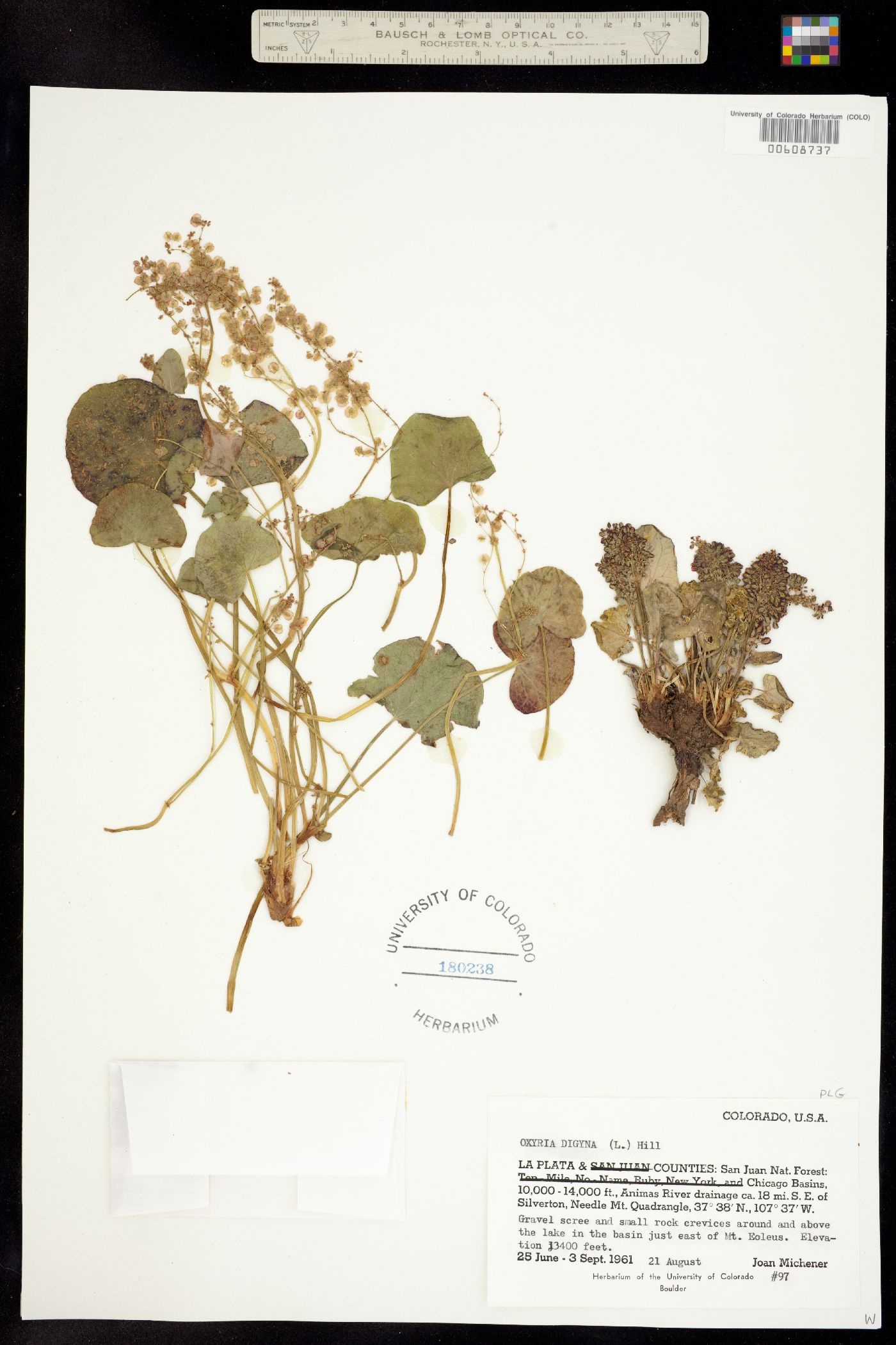 Oxyria digyna image
