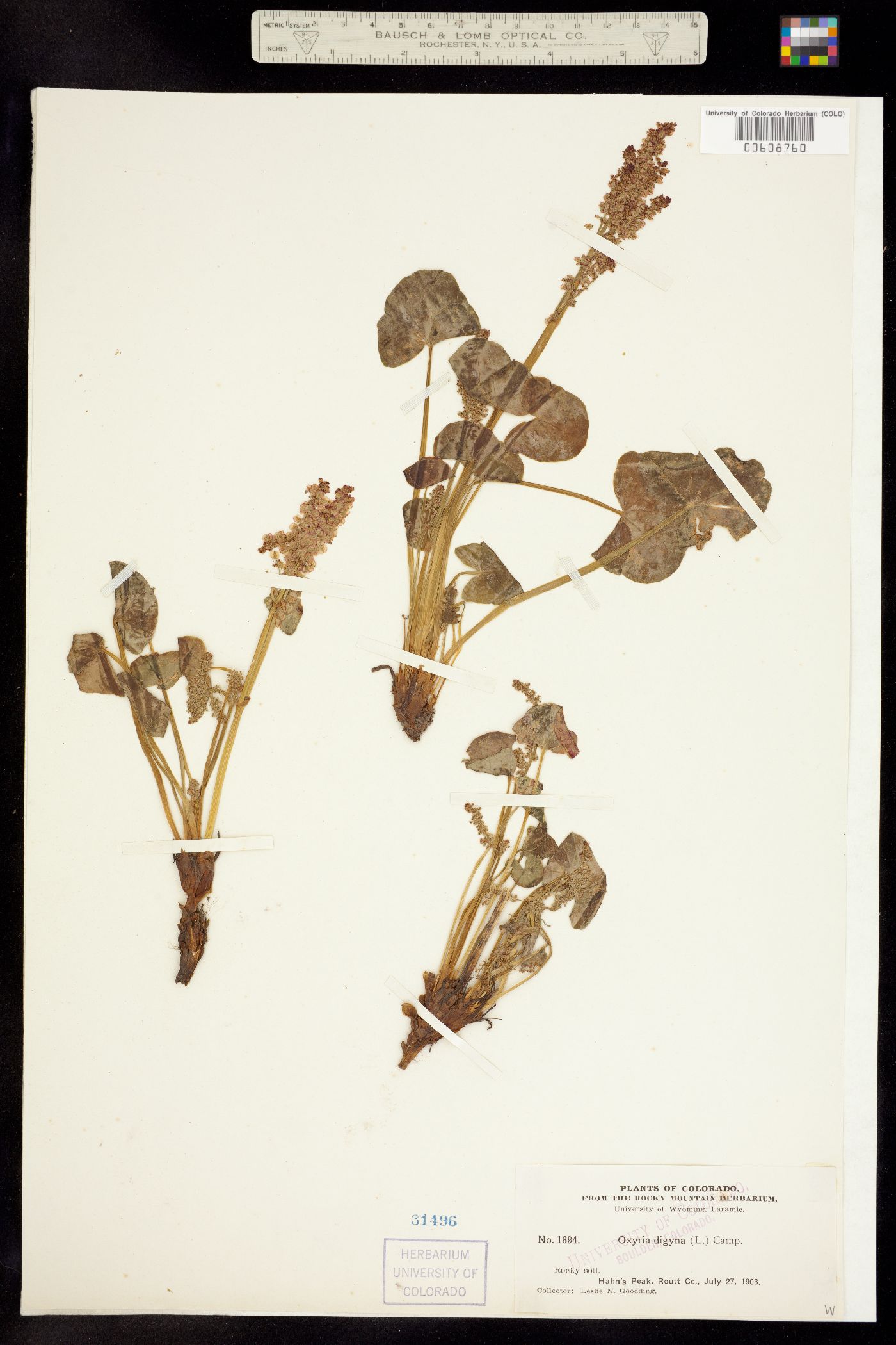 Oxyria digyna image